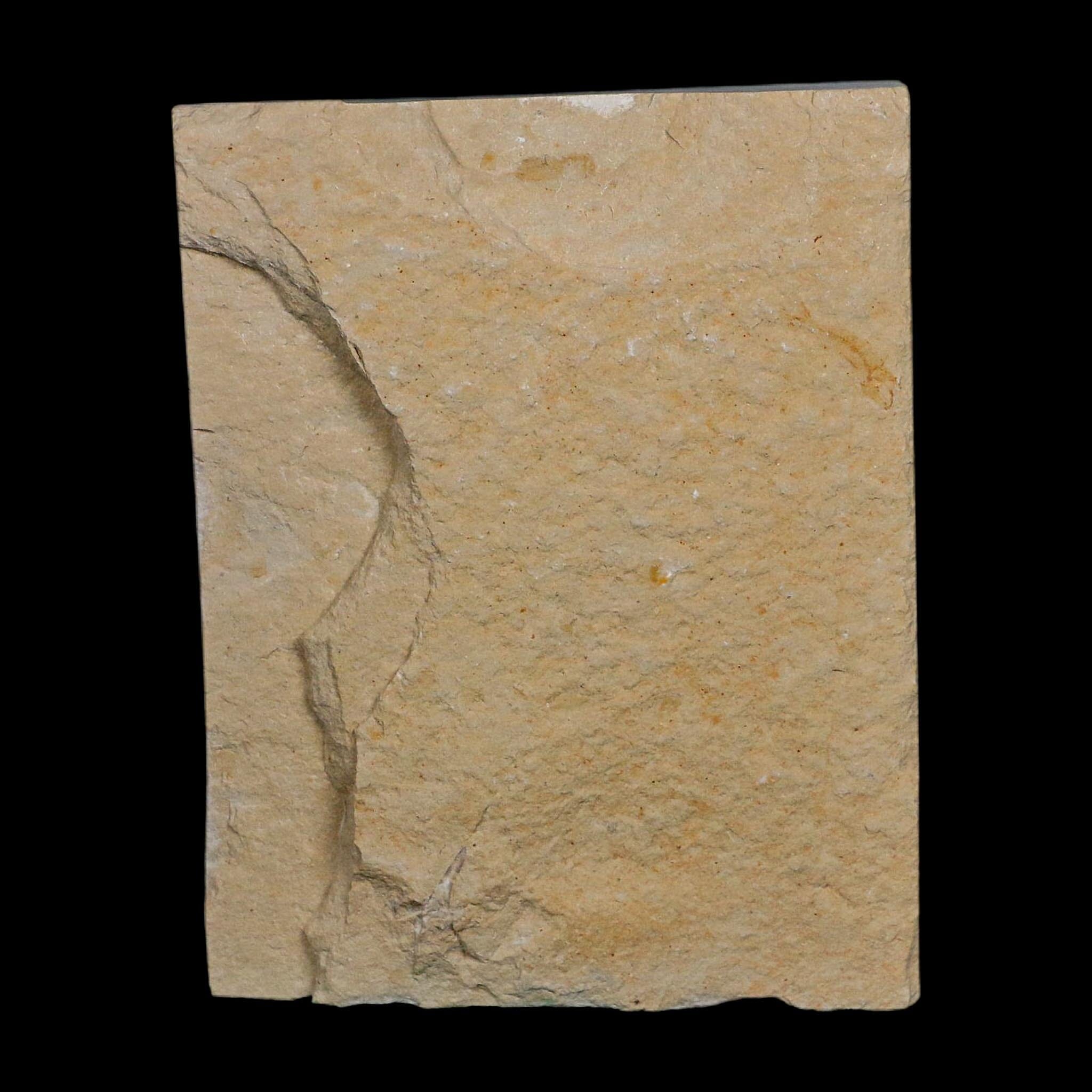 1.8" Fossil Shrimp Carpopenaeus Cretaceous Age 100 Mil Yrs Old Lebanon COA - Fossil Age Minerals