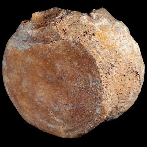 XL 4.8" Plesiosaur Fossil Vertebrae Cretaceous Dinosaur Era Morocco Zarafasaura COA - Fossil Age Minerals