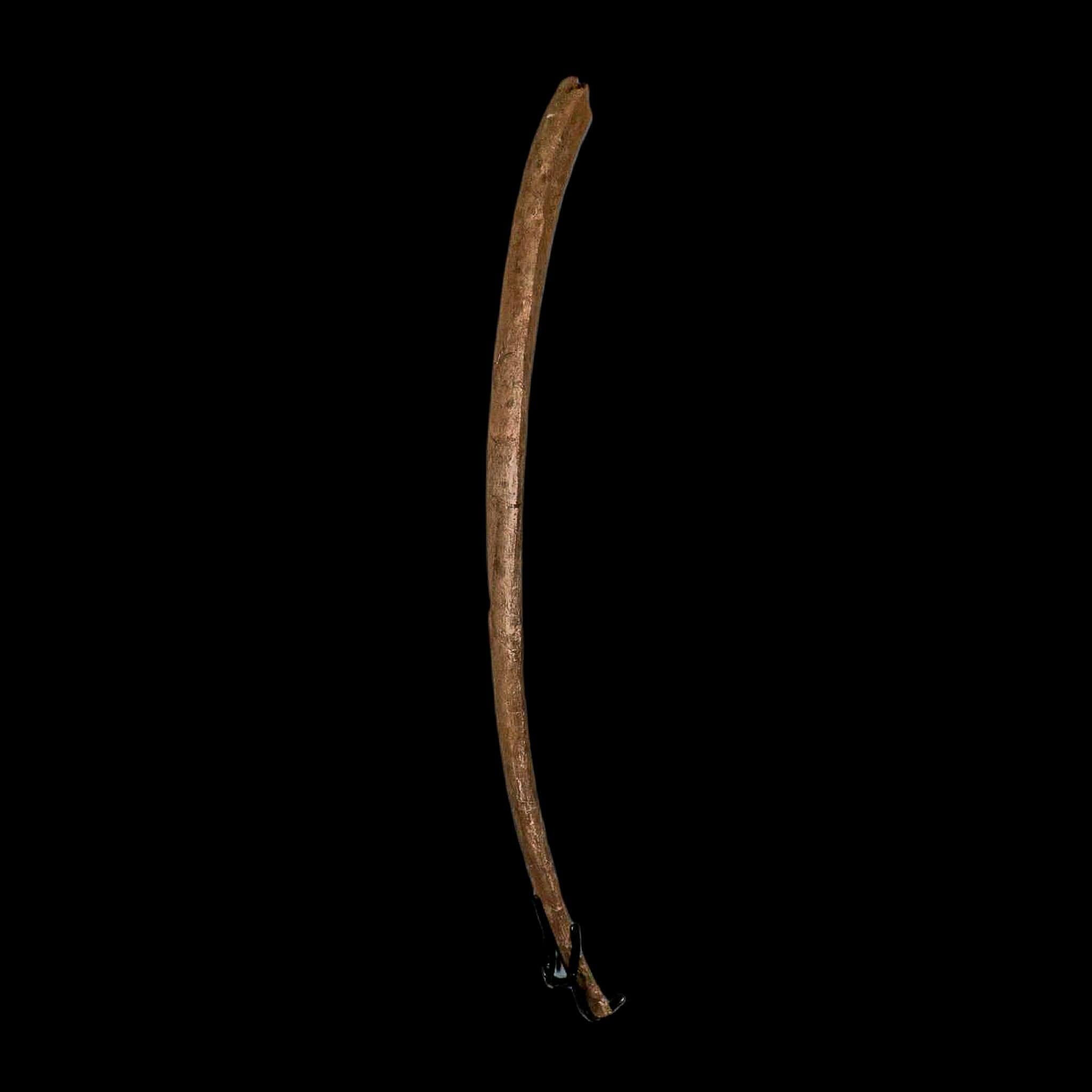 16.8" Dromaeosaurus Raptor Fossil Rib Bone Cretaceous Dinosaur Hell Creek MT COA - Fossil Age Minerals