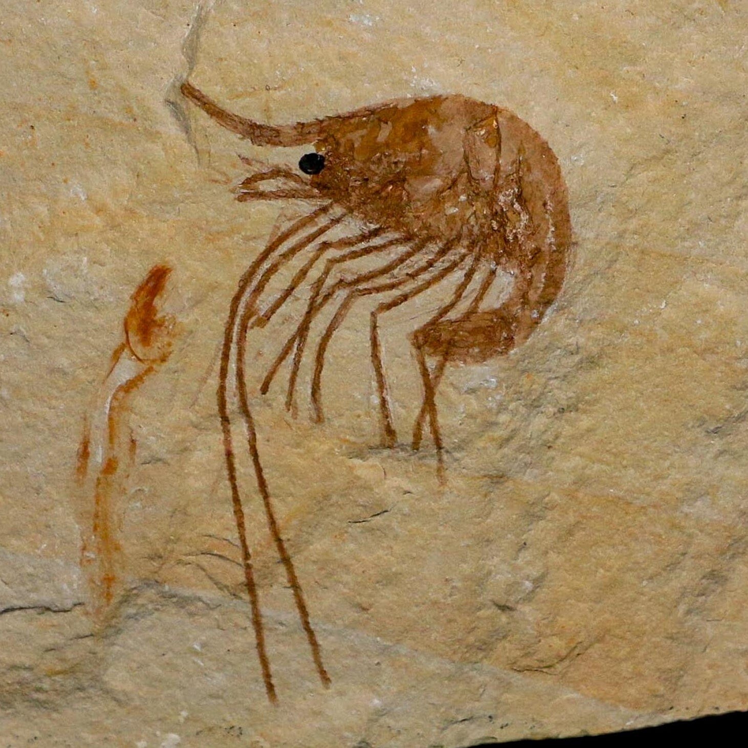 1.9" Fossil Shrimp Carpopenaeus Cretaceous Age 100 Mil Yrs Old Lebanon COA - Fossil Age Minerals