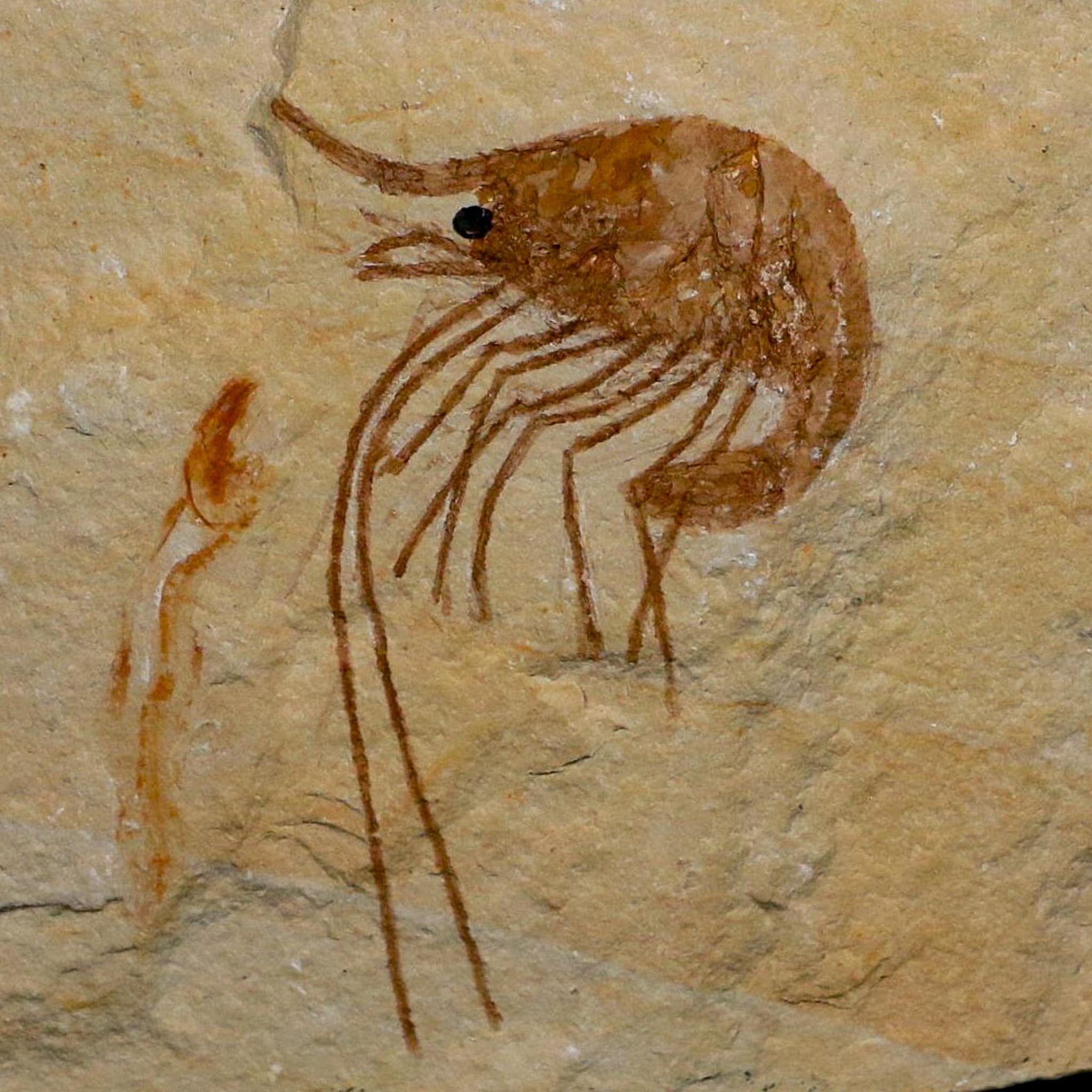 1.9" Fossil Shrimp Carpopenaeus Cretaceous Age 100 Mil Yrs Old Lebanon COA - Fossil Age Minerals