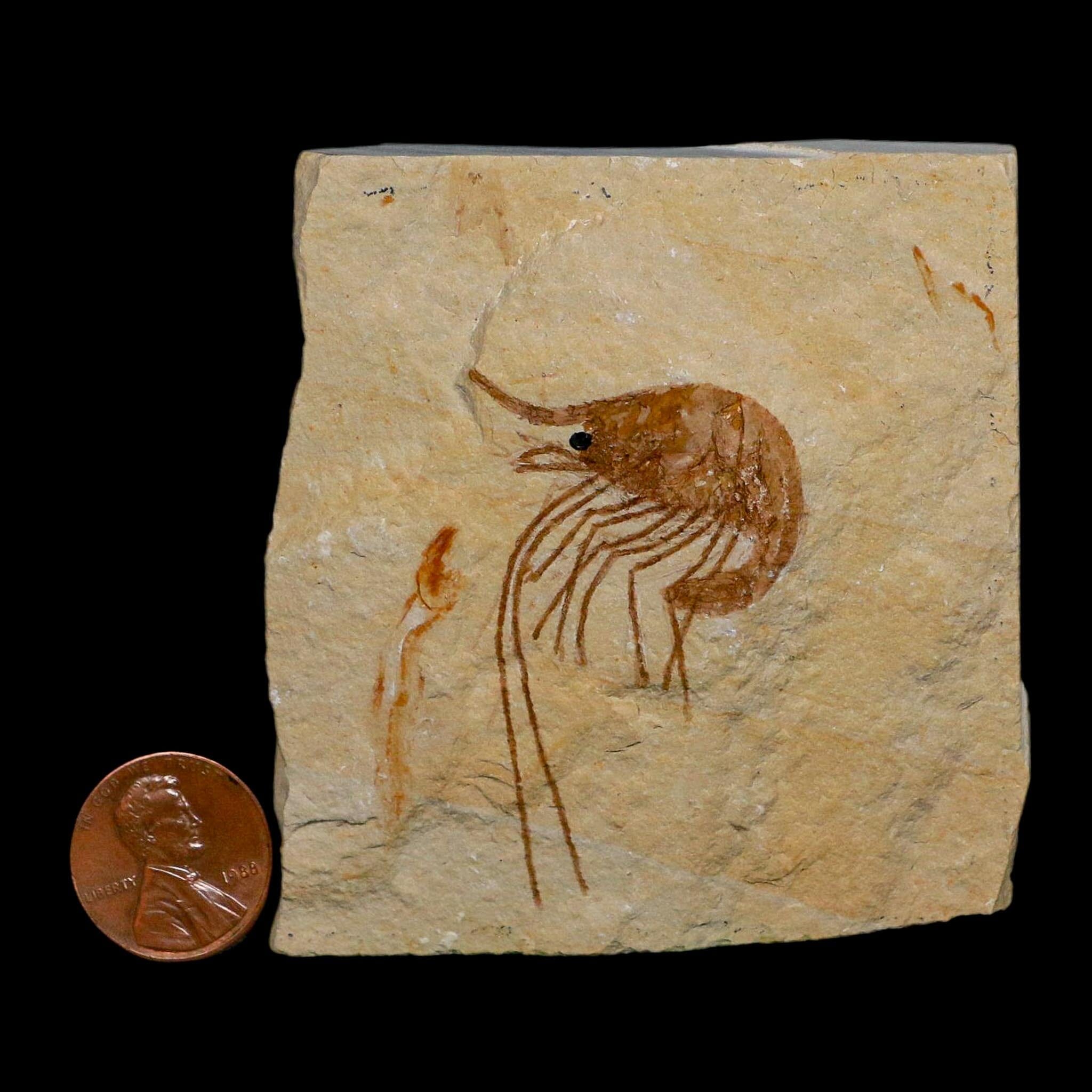1.9" Fossil Shrimp Carpopenaeus Cretaceous Age 100 Mil Yrs Old Lebanon COA - Fossil Age Minerals