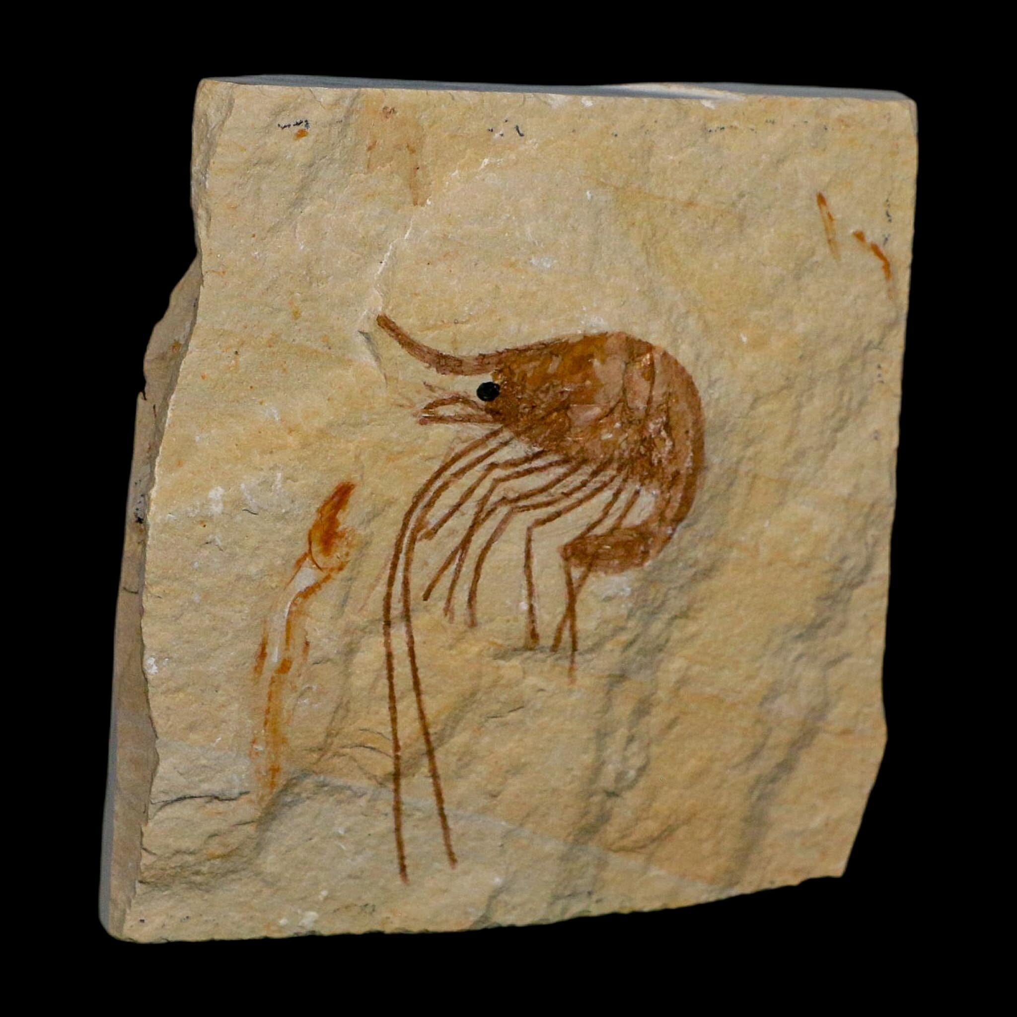 1.9" Fossil Shrimp Carpopenaeus Cretaceous Age 100 Mil Yrs Old Lebanon COA - Fossil Age Minerals