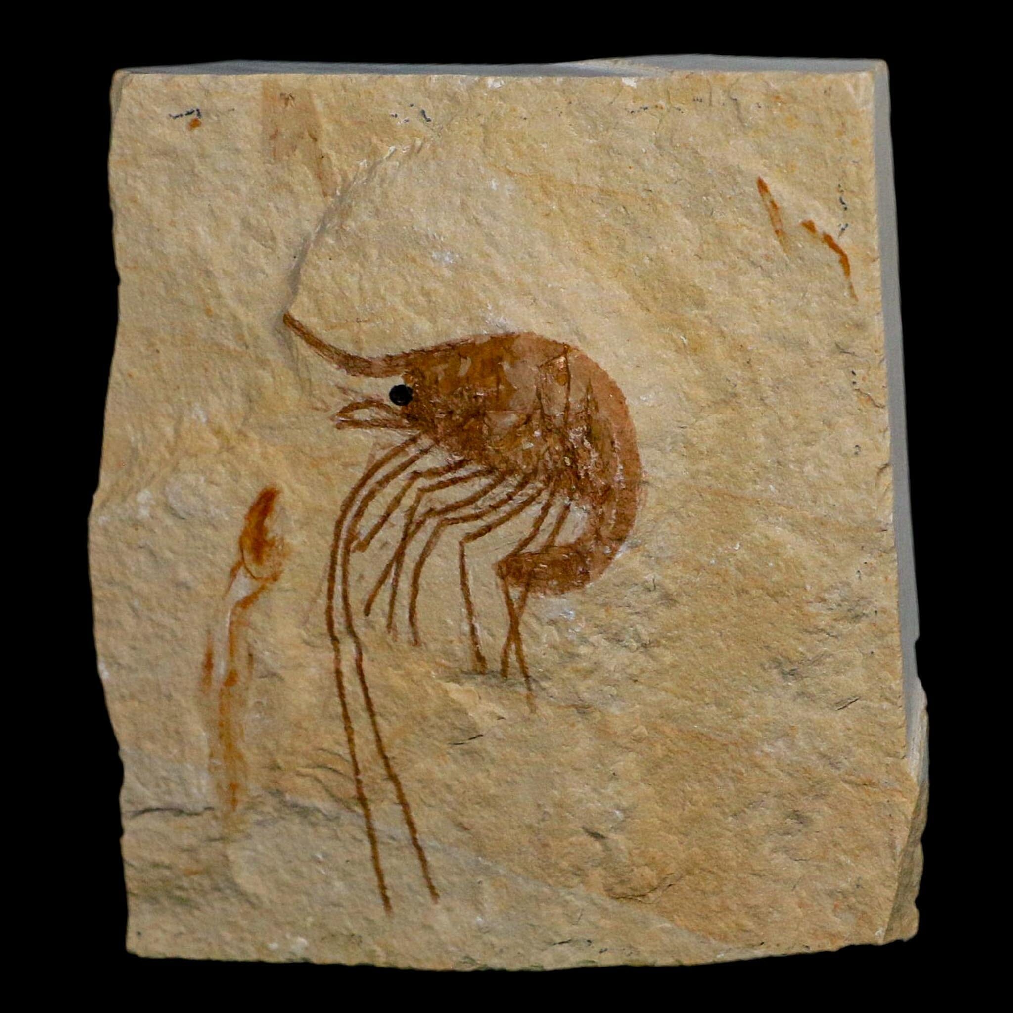 1.9" Fossil Shrimp Carpopenaeus Cretaceous Age 100 Mil Yrs Old Lebanon COA - Fossil Age Minerals