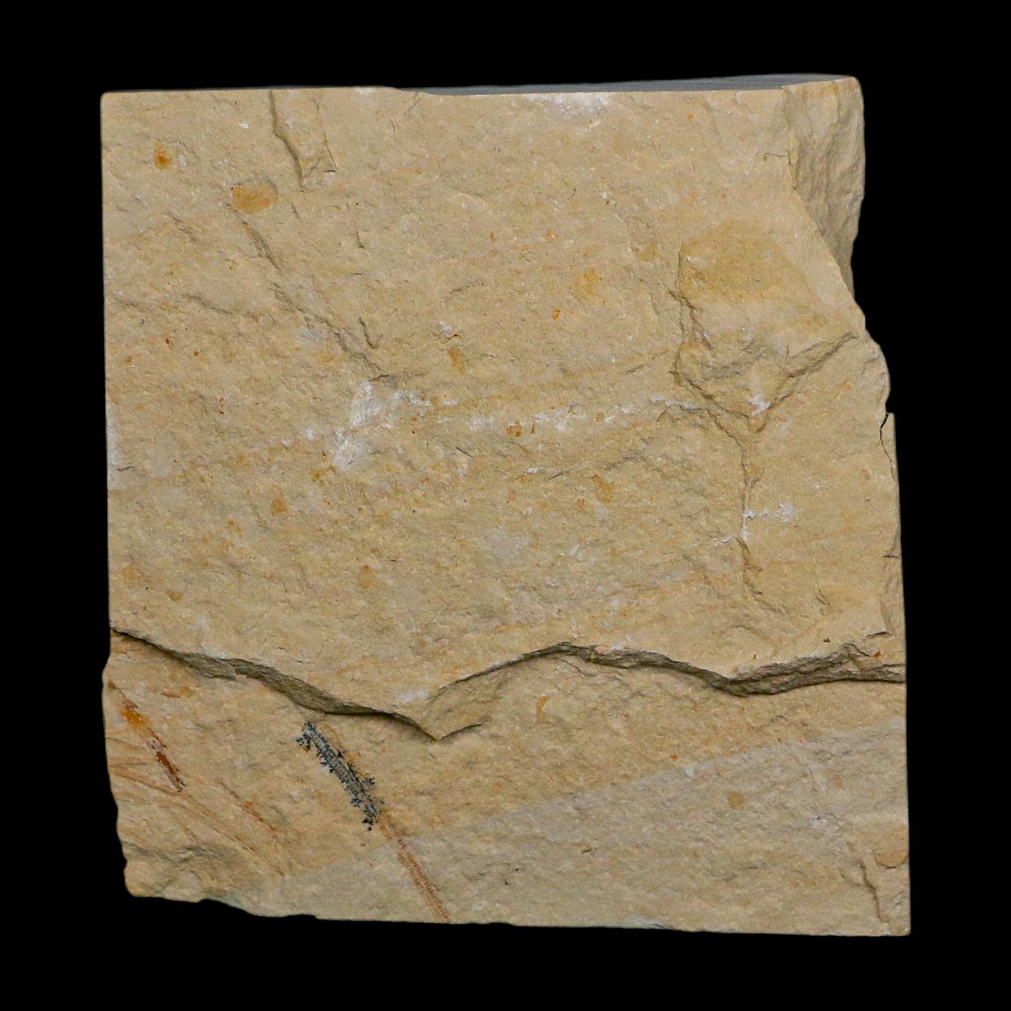 1.9" Fossil Shrimp Carpopenaeus Cretaceous Age 100 Mil Yrs Old Lebanon COA - Fossil Age Minerals