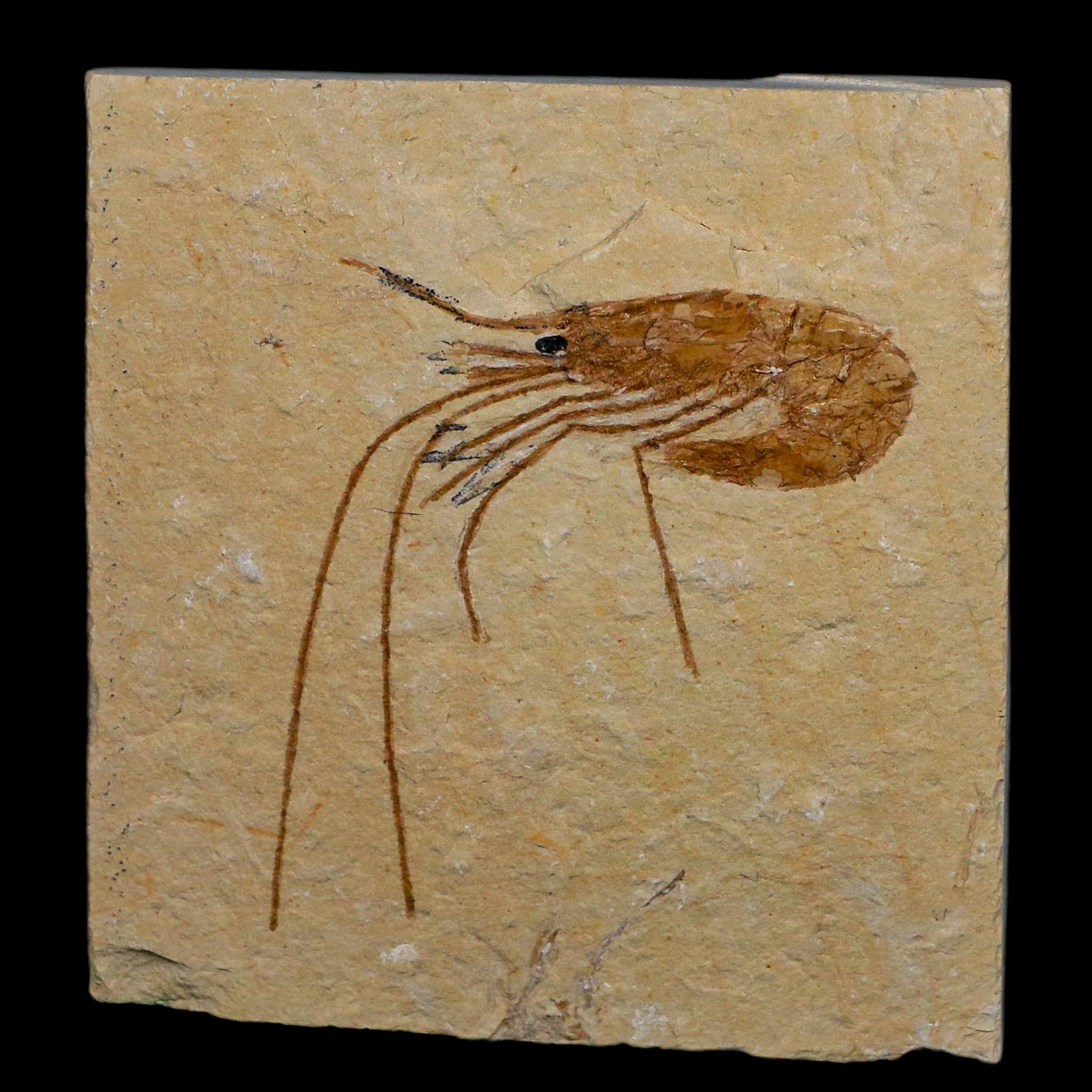 2" Fossil Shrimp Carpopenaeus Cretaceous Age 100 Mil Yrs Old Lebanon COA