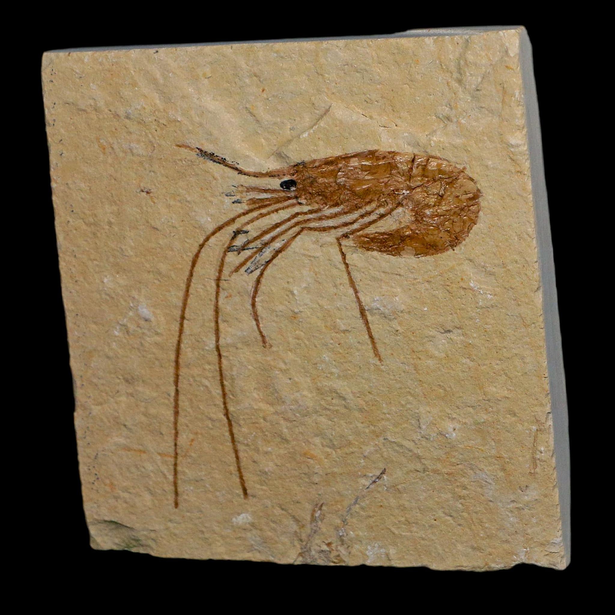 2" Fossil Shrimp Carpopenaeus Cretaceous Age 100 Mil Yrs Old Lebanon COA