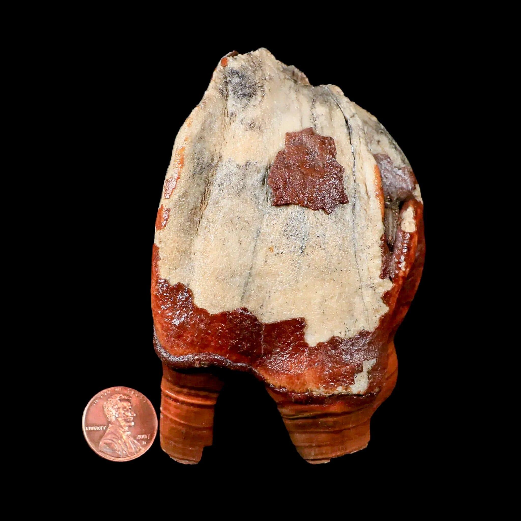 3.9" Woolly Rhinoceros Fossil Rooted Tooth Pleistocene Age Megafauna Russia COA - Fossil Age Minerals