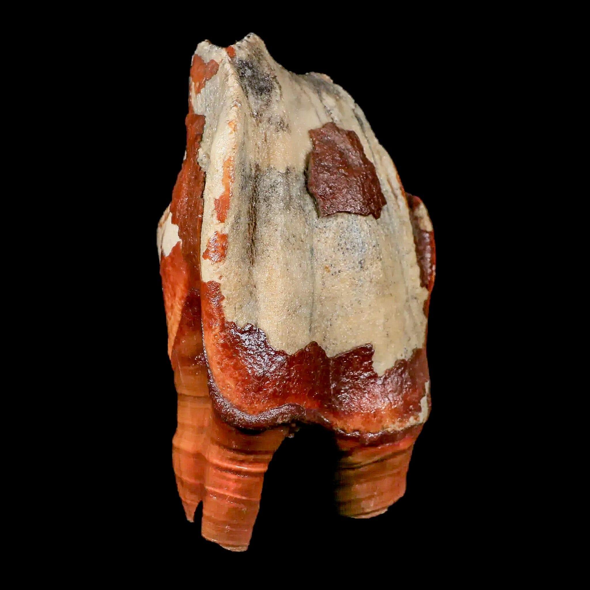 3.9" Woolly Rhinoceros Fossil Rooted Tooth Pleistocene Age Megafauna Russia COA - Fossil Age Minerals