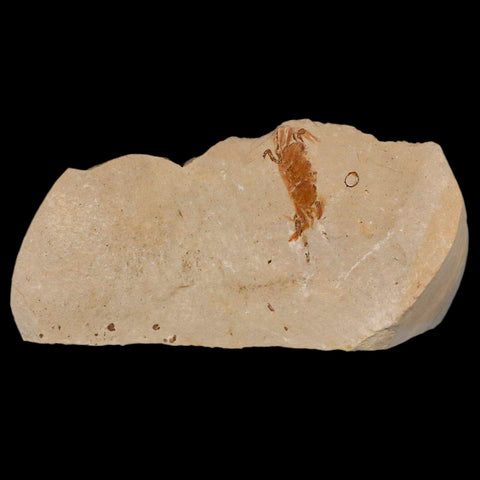 1.2" Fossil Crab Pinnixa Galliheri Pea Crab Monterey Cty San Luis Obispo Miocene Epoch - Fossil Age Minerals