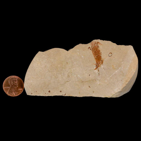 1.2" Fossil Crab Pinnixa Galliheri Pea Crab Monterey Cty San Luis Obispo Miocene Epoch - Fossil Age Minerals