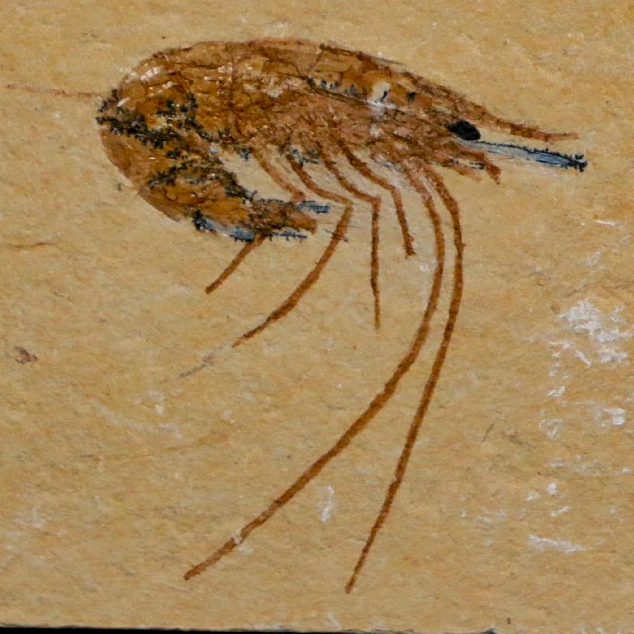 1.4" Fossil Shrimp Carpopenaeus Cretaceous Age 100 Mil Yrs Old Lebanon COA - Fossil Age Minerals