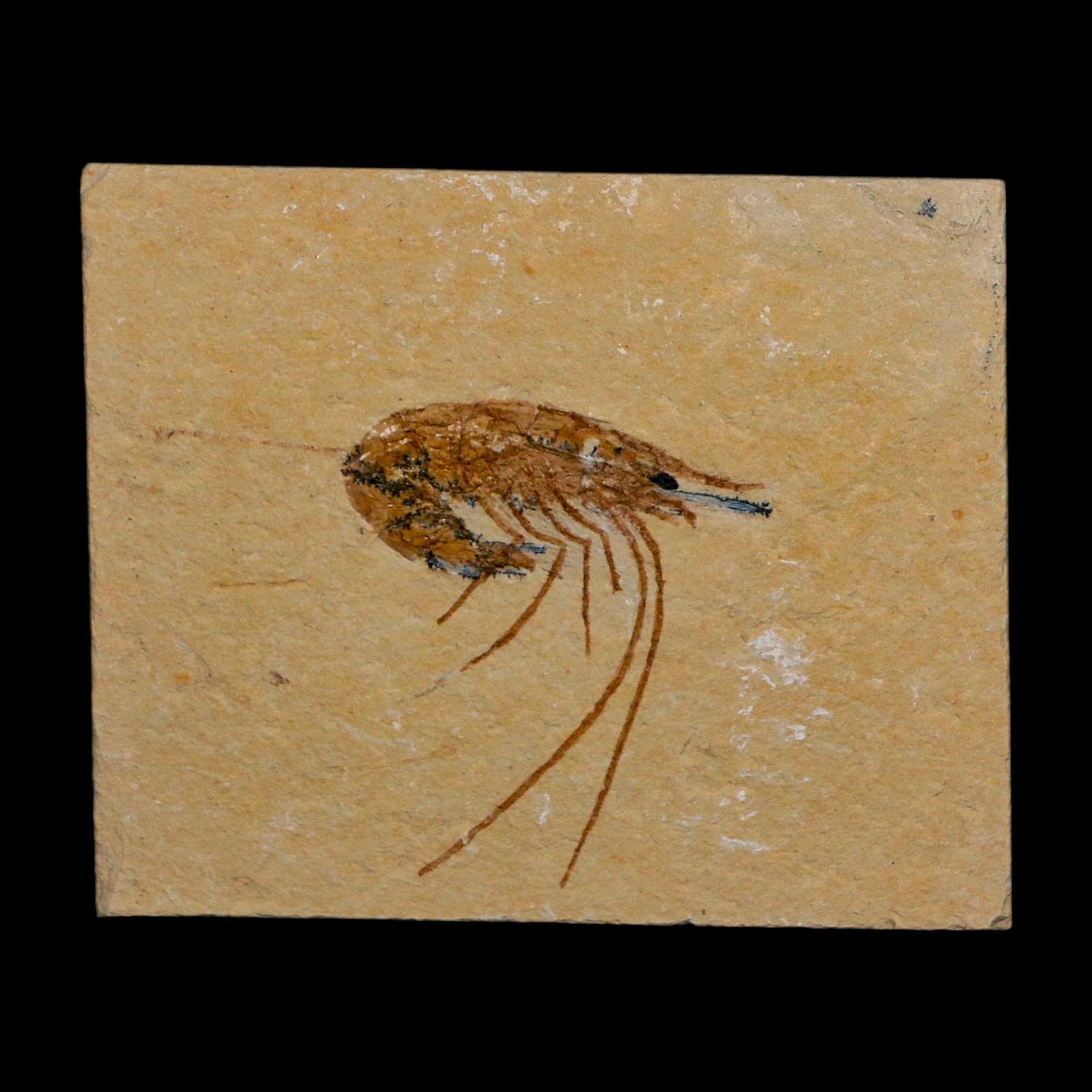1.4" Fossil Shrimp Carpopenaeus Cretaceous Age 100 Mil Yrs Old Lebanon COA - Fossil Age Minerals
