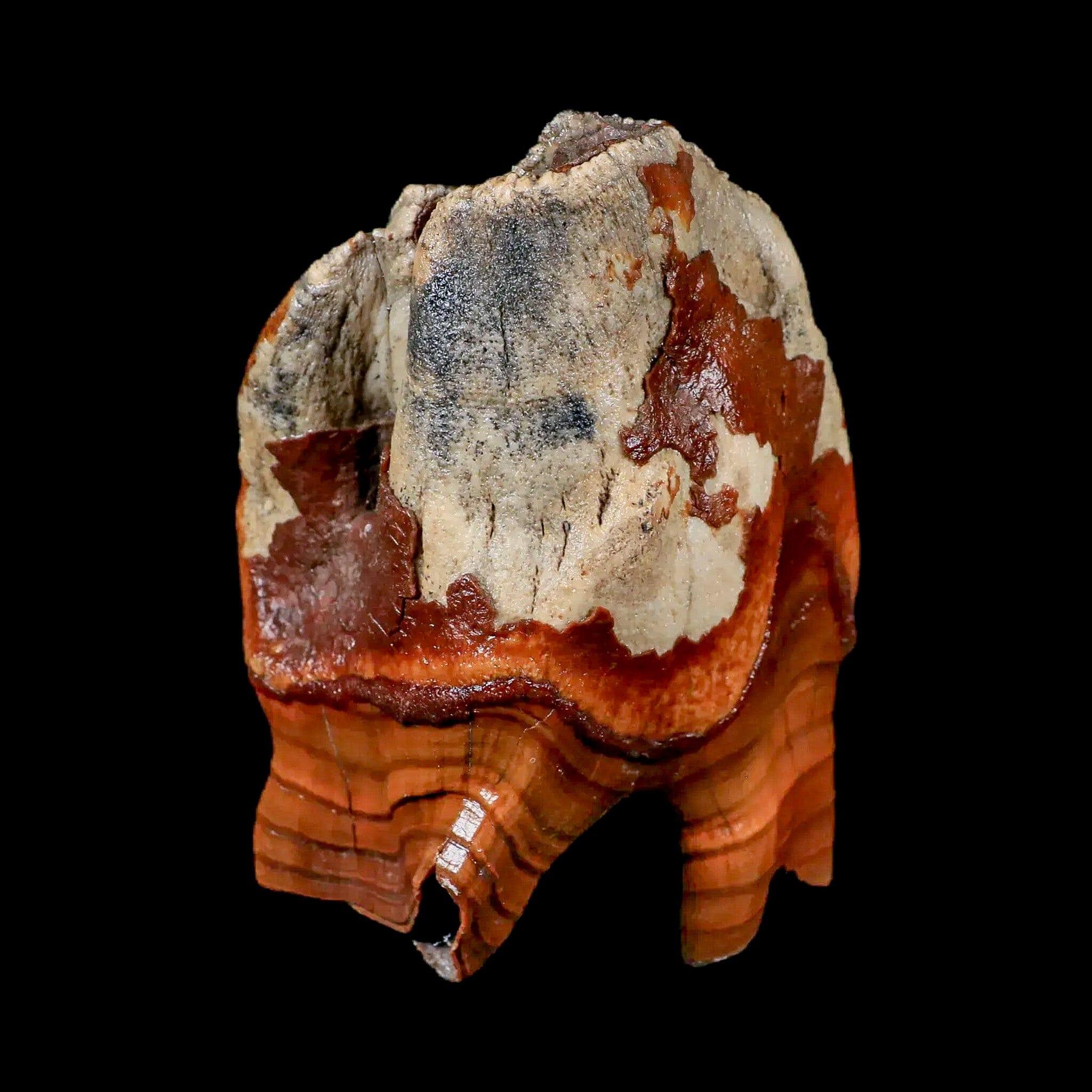 3.9" Woolly Rhinoceros Fossil Rooted Tooth Pleistocene Age Megafauna Russia COA - Fossil Age Minerals