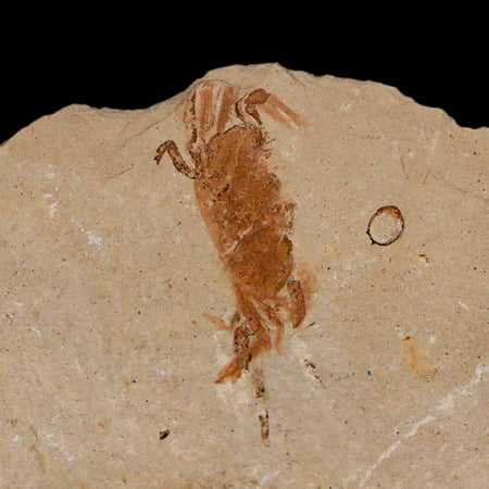 1.2" Fossil Crab Pinnixa Galliheri Pea Crab Monterey Cty San Luis Obispo Miocene Epoch