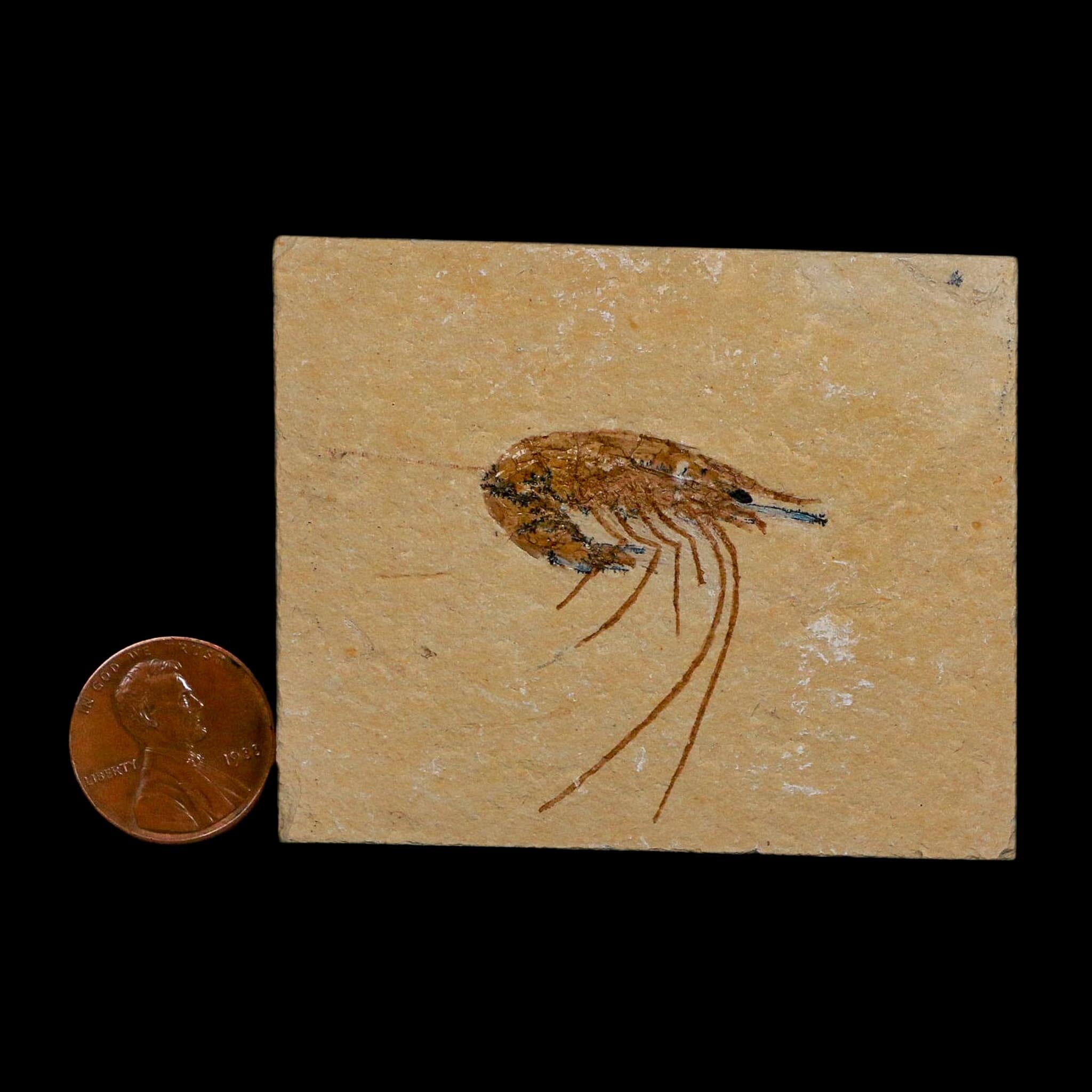 1.4" Fossil Shrimp Carpopenaeus Cretaceous Age 100 Mil Yrs Old Lebanon COA - Fossil Age Minerals