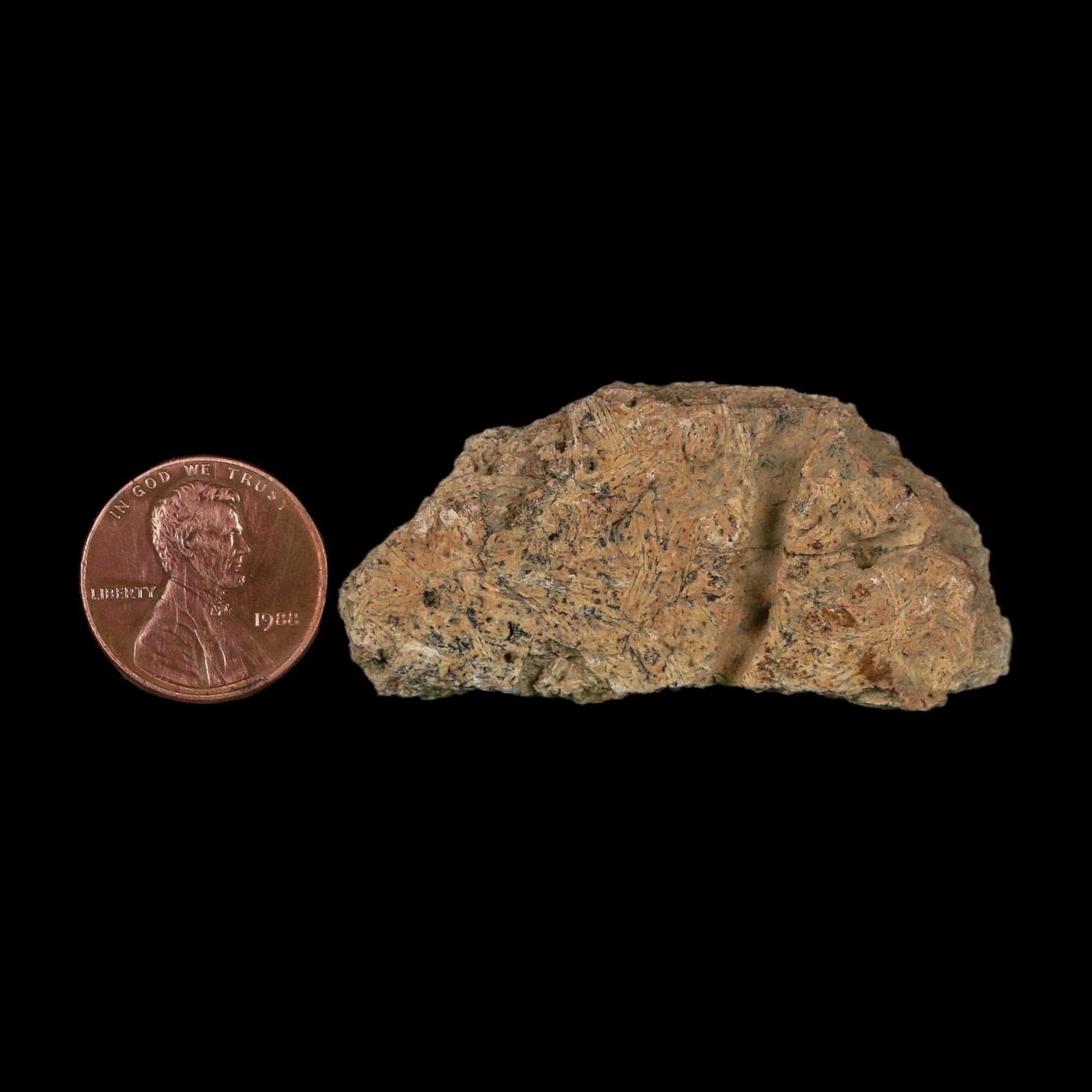 2" Triceratops Fossil Frill With Blood Grooves Lance Creek FM Cretaceous Dinosaur WY - Fossil Age Minerals