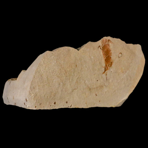 1.2" Fossil Crab Pinnixa Galliheri Pea Crab Monterey Cty San Luis Obispo Miocene Epoch - Fossil Age Minerals