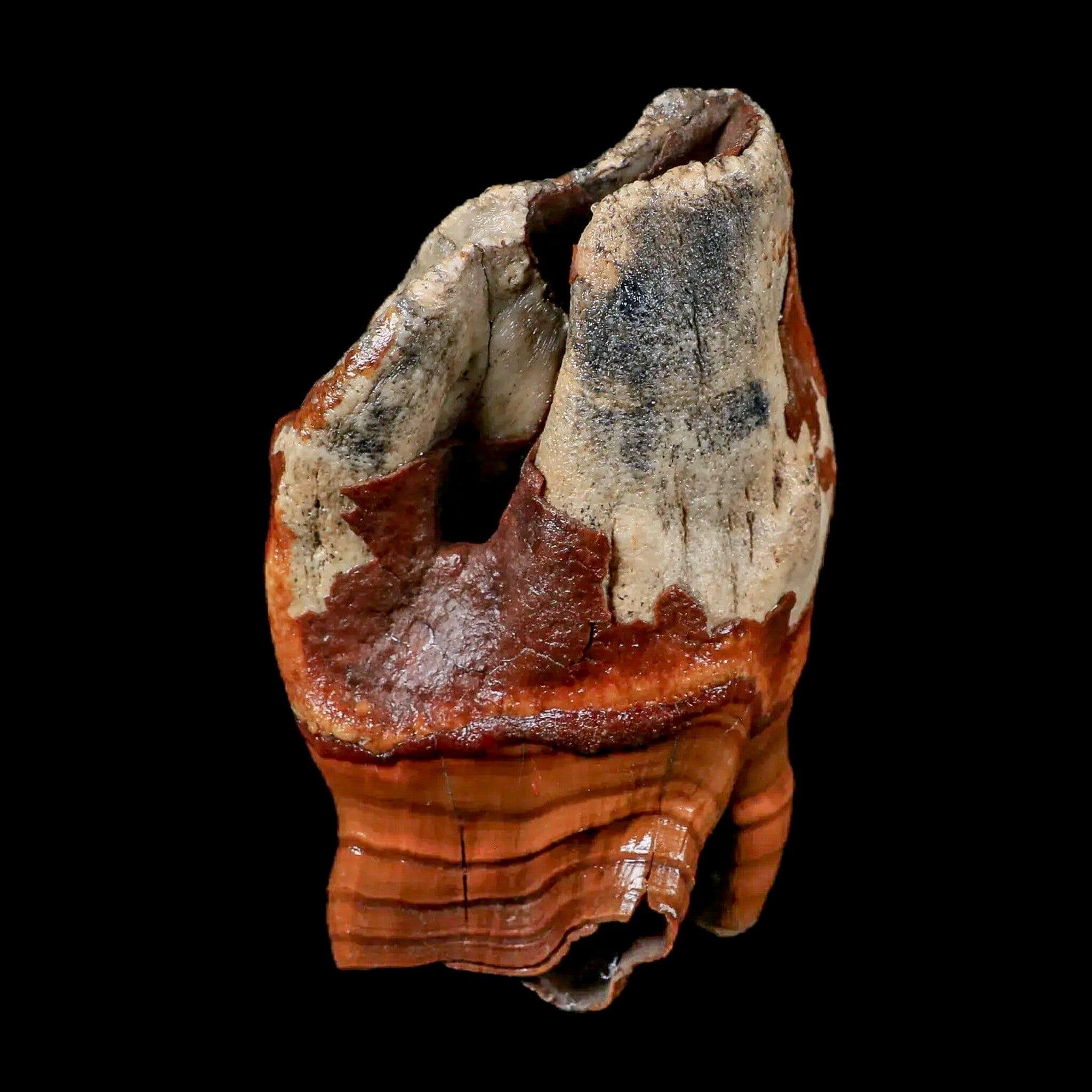 3.9" Woolly Rhinoceros Fossil Rooted Tooth Pleistocene Age Megafauna Russia COA - Fossil Age Minerals