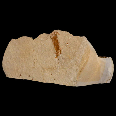 1.2" Fossil Crab Pinnixa Galliheri Pea Crab Monterey Cty San Luis Obispo Miocene Epoch - Fossil Age Minerals