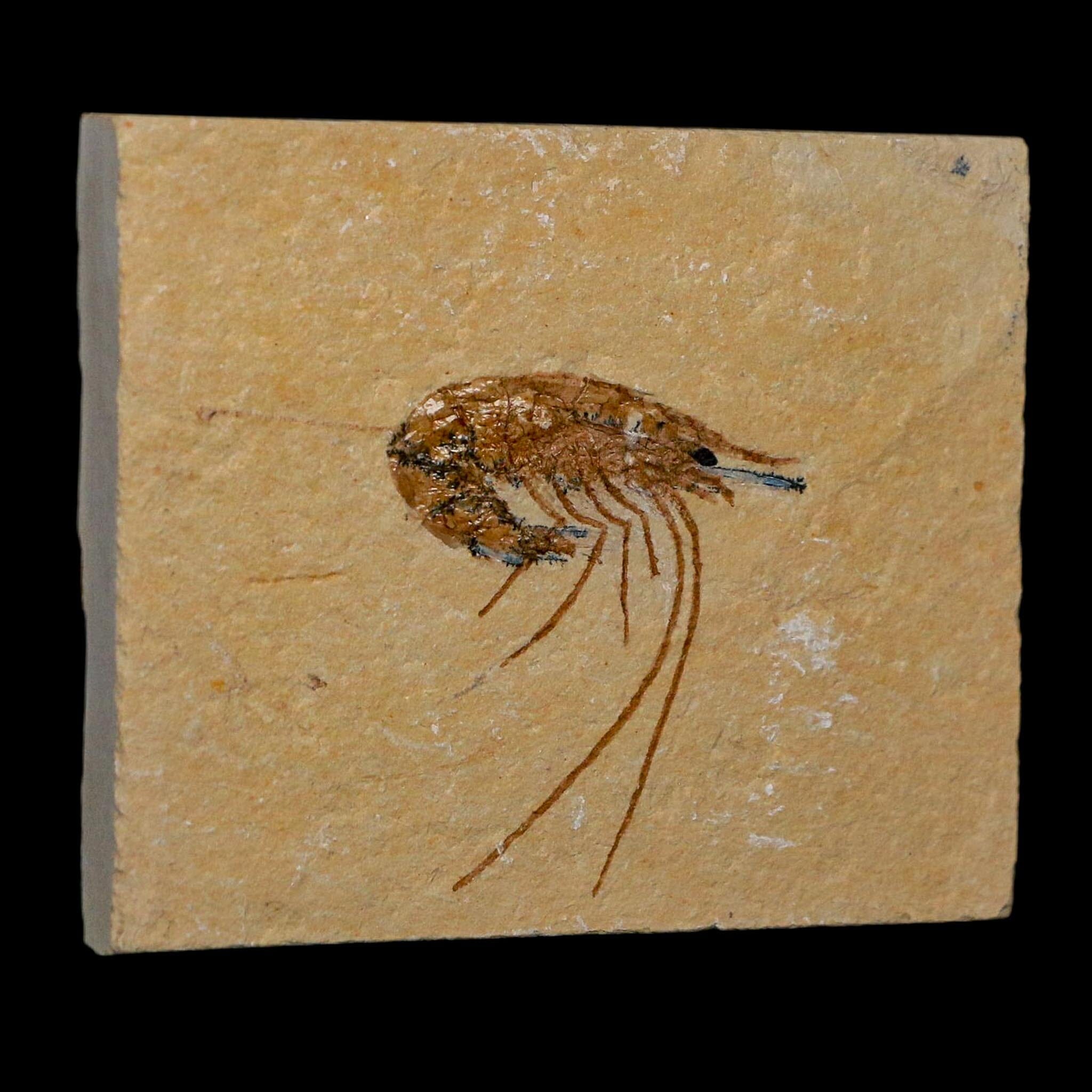 1.4" Fossil Shrimp Carpopenaeus Cretaceous Age 100 Mil Yrs Old Lebanon COA - Fossil Age Minerals