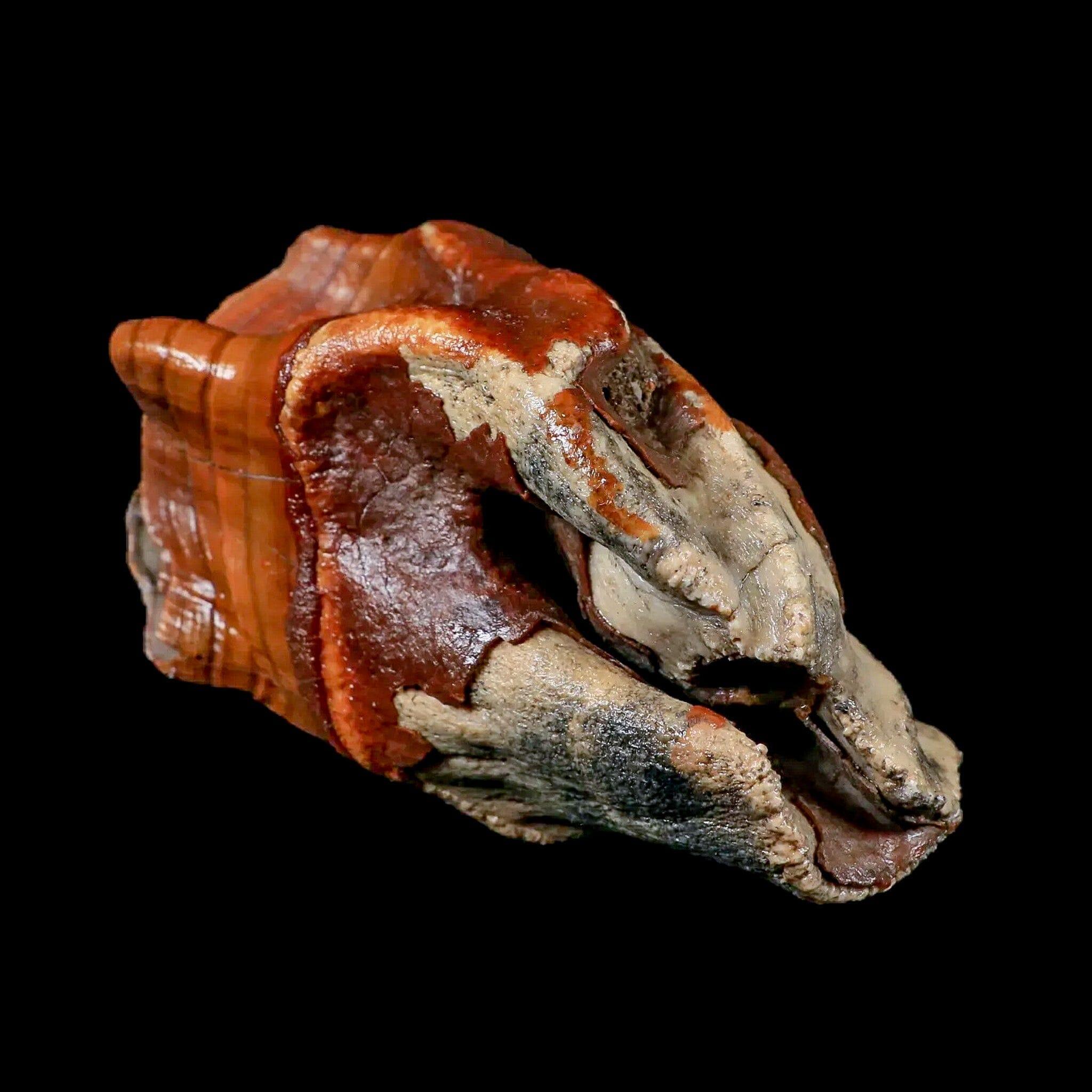 3.9" Woolly Rhinoceros Fossil Rooted Tooth Pleistocene Age Megafauna Russia COA - Fossil Age Minerals