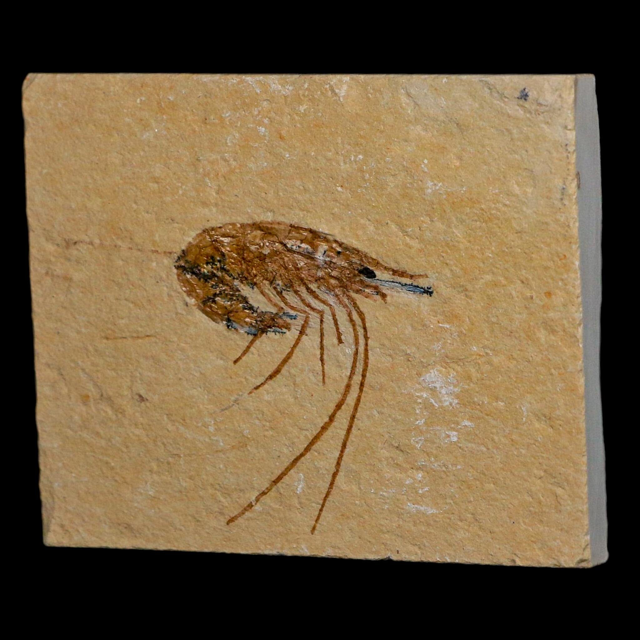 1.4" Fossil Shrimp Carpopenaeus Cretaceous Age 100 Mil Yrs Old Lebanon COA - Fossil Age Minerals