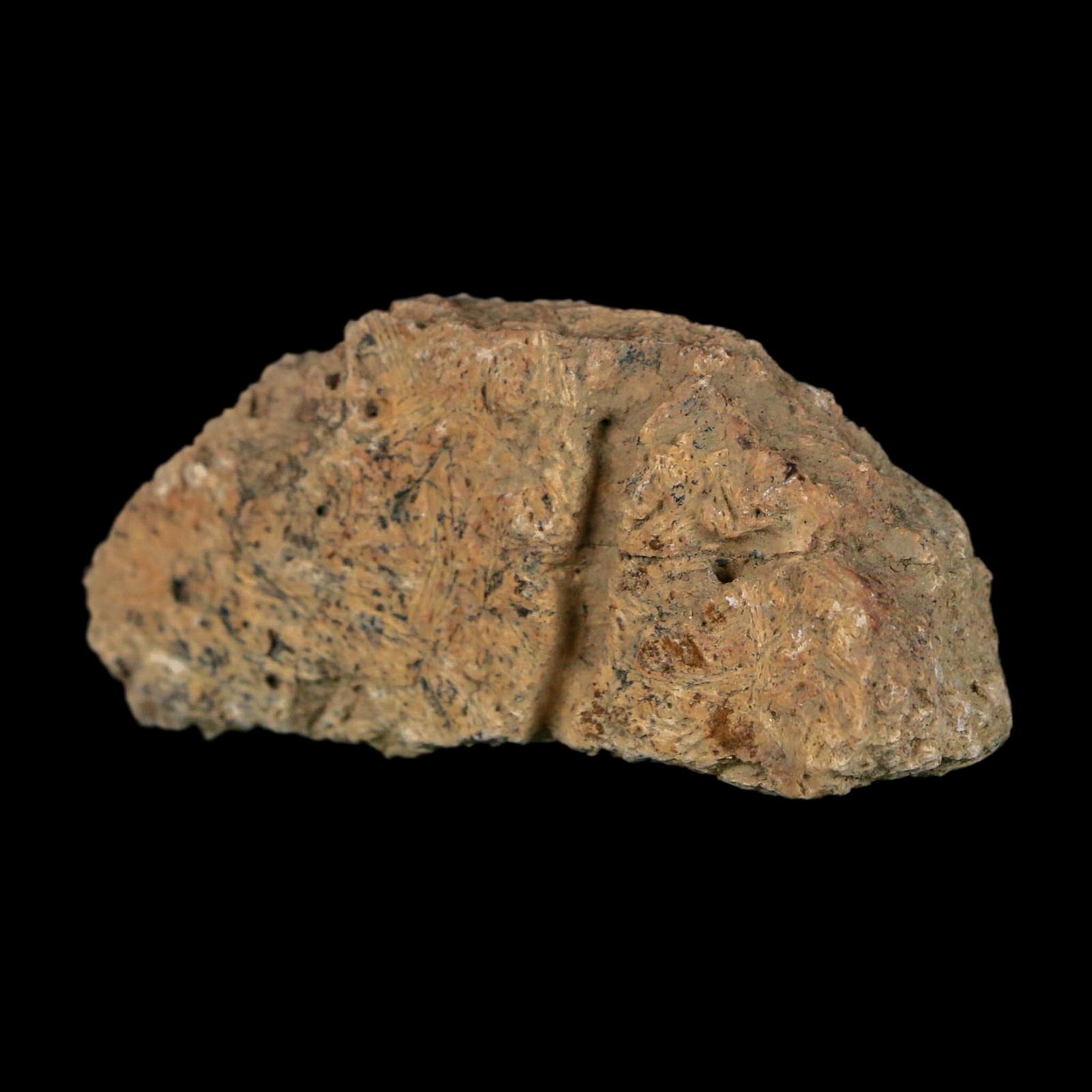 2" Triceratops Fossil Frill With Blood Grooves Lance Creek FM Cretaceous Dinosaur WY - Fossil Age Minerals