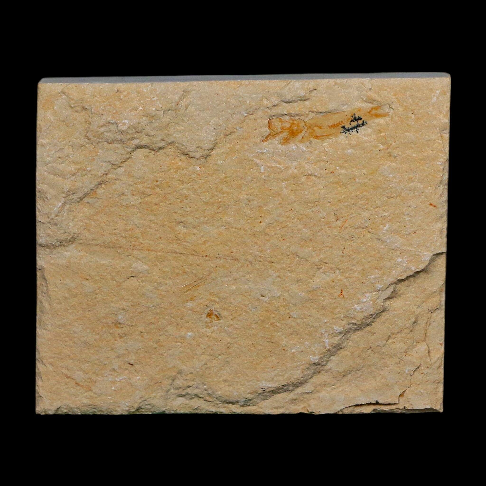 1.4" Fossil Shrimp Carpopenaeus Cretaceous Age 100 Mil Yrs Old Lebanon COA - Fossil Age Minerals