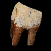 3.8" Woolly Rhinoceros Fossil Rooted Tooth Pleistocene Age Megafauna Russia COA
