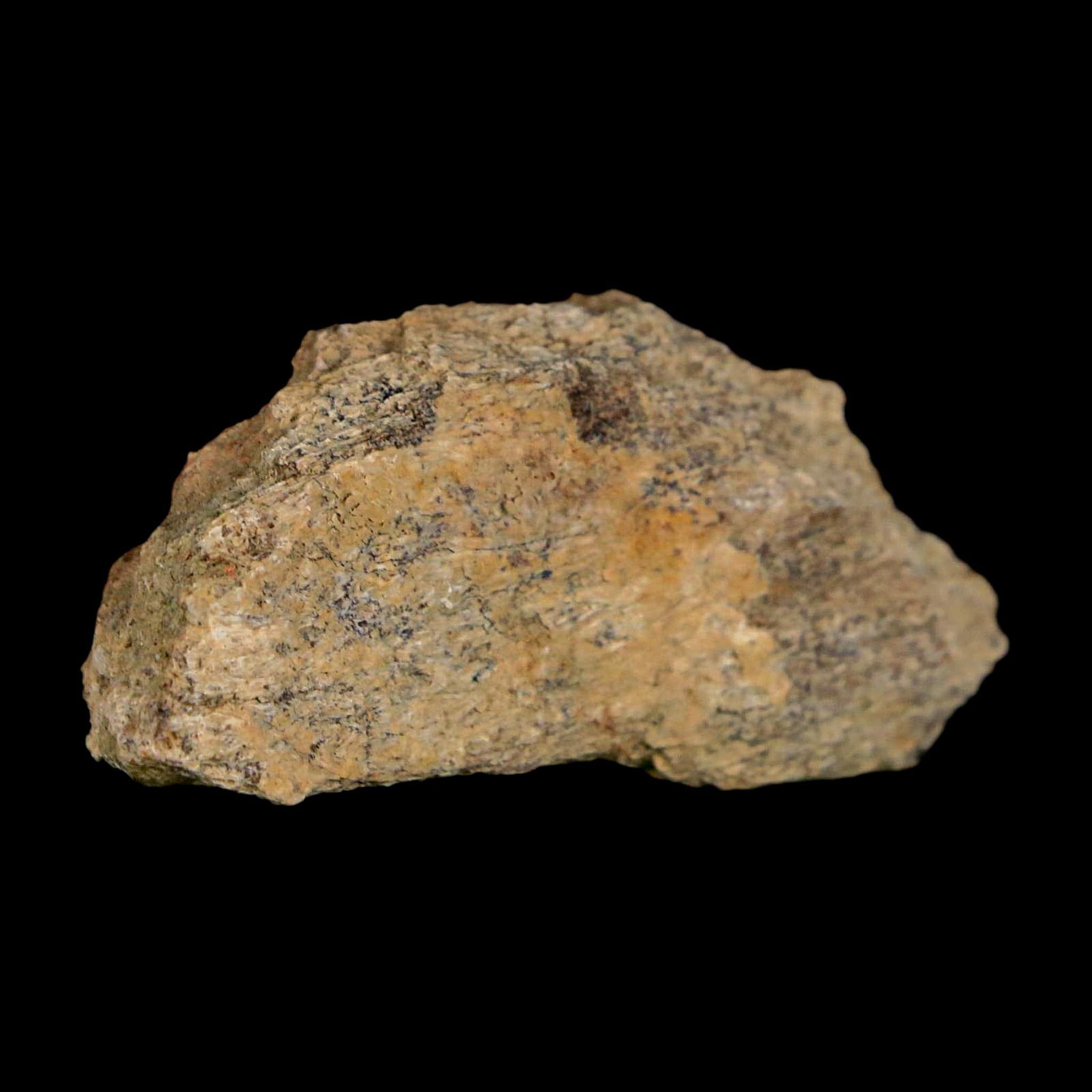 2" Triceratops Fossil Frill With Blood Grooves Lance Creek FM Cretaceous Dinosaur WY - Fossil Age Minerals
