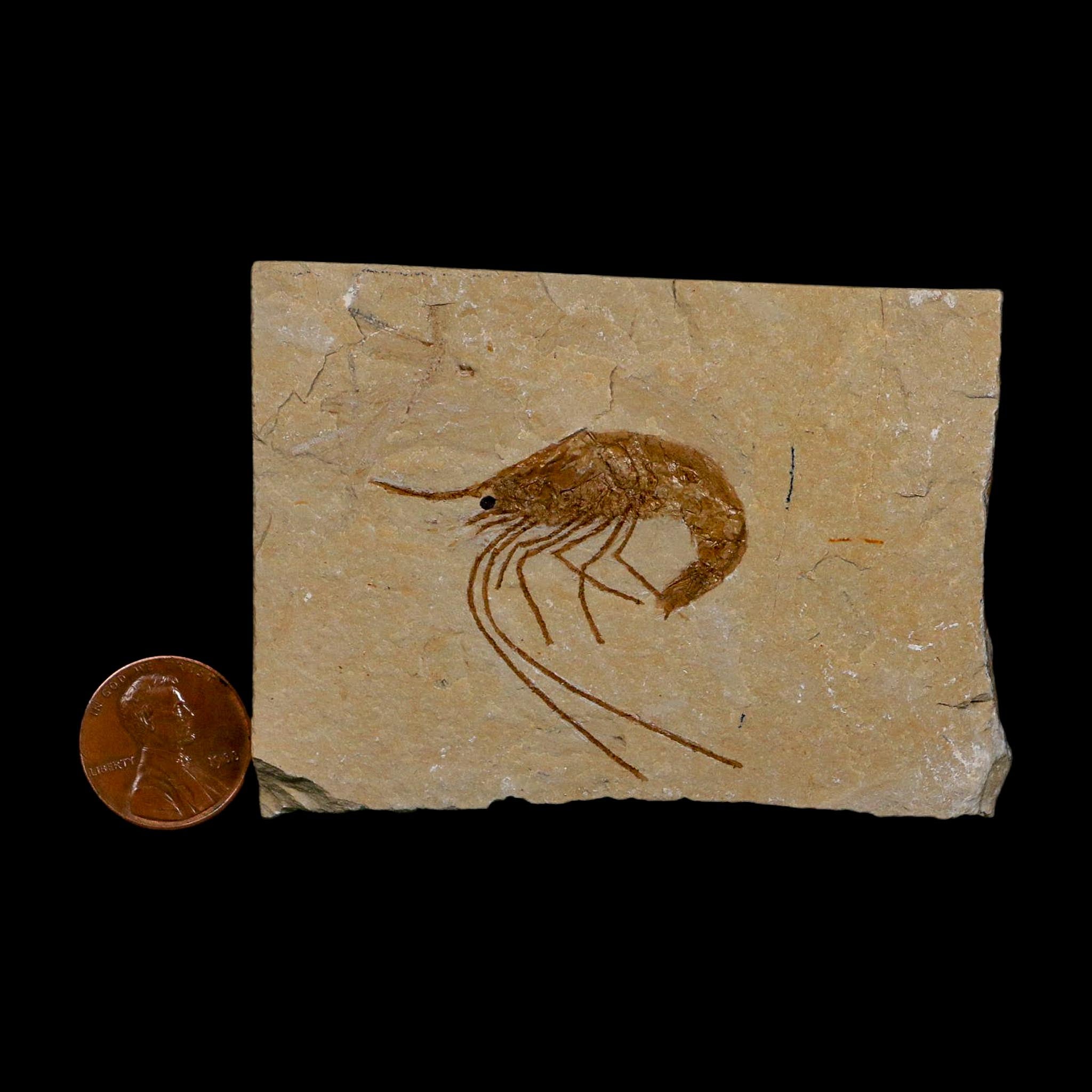 1.6" Fossil Shrimp Carpopenaeus Cretaceous Age 100 Mil Yrs Old Lebanon COA