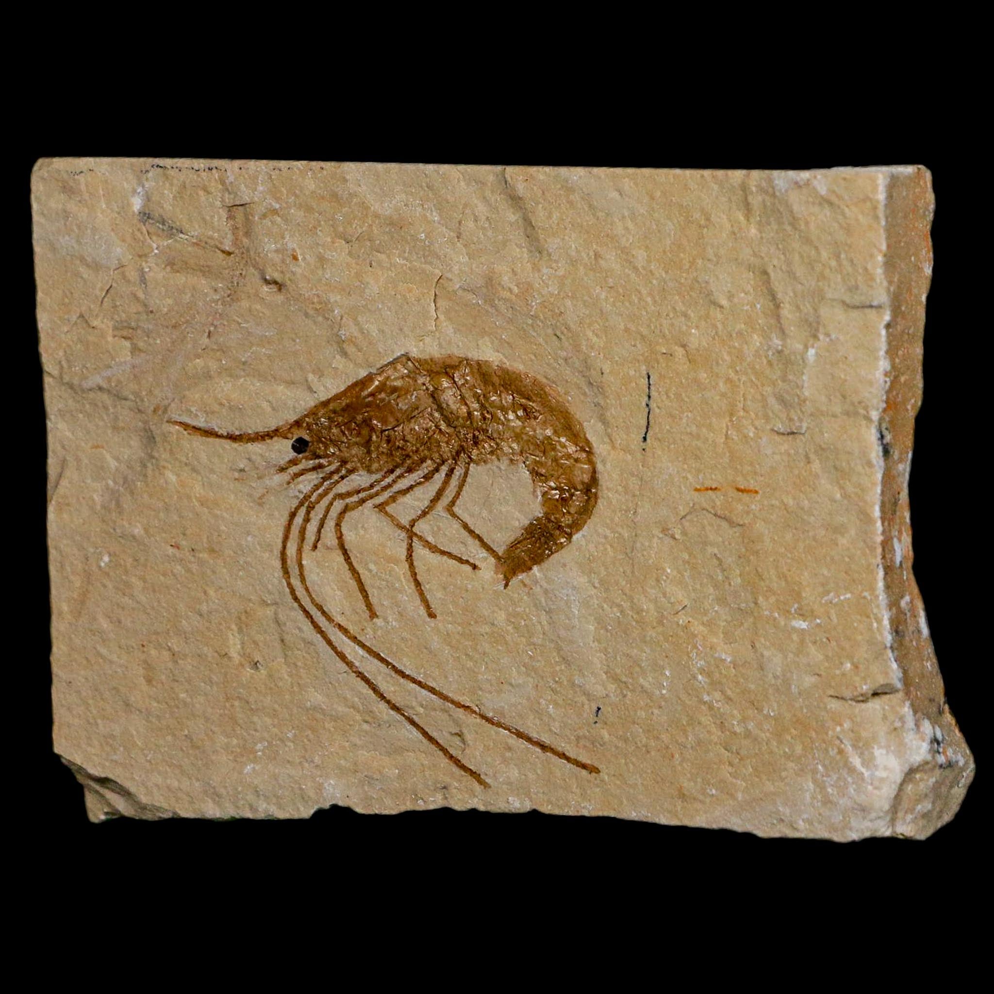 1.6" Fossil Shrimp Carpopenaeus Cretaceous Age 100 Mil Yrs Old Lebanon COA
