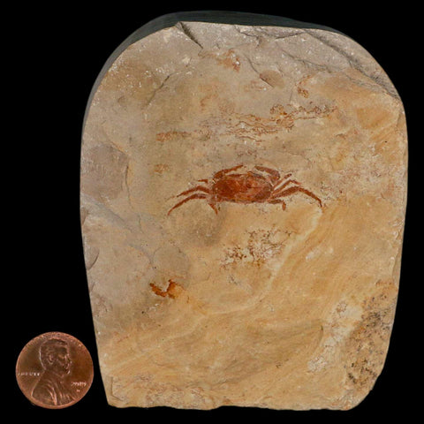 1.4" Fossil Crab Pinnixa Galliheri Pea Crab Monterey Cty San Luis Obispo Miocene Epoch - Fossil Age Minerals