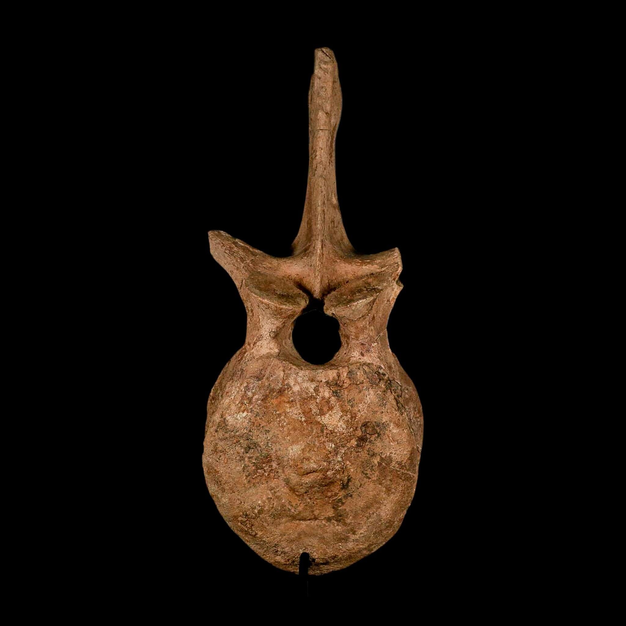 XL 16.5" Hadrosaur Dinosaur Fossil Vertebrae Bone Hell Creek FM MT COA Metal Stand - Fossil Age Minerals
