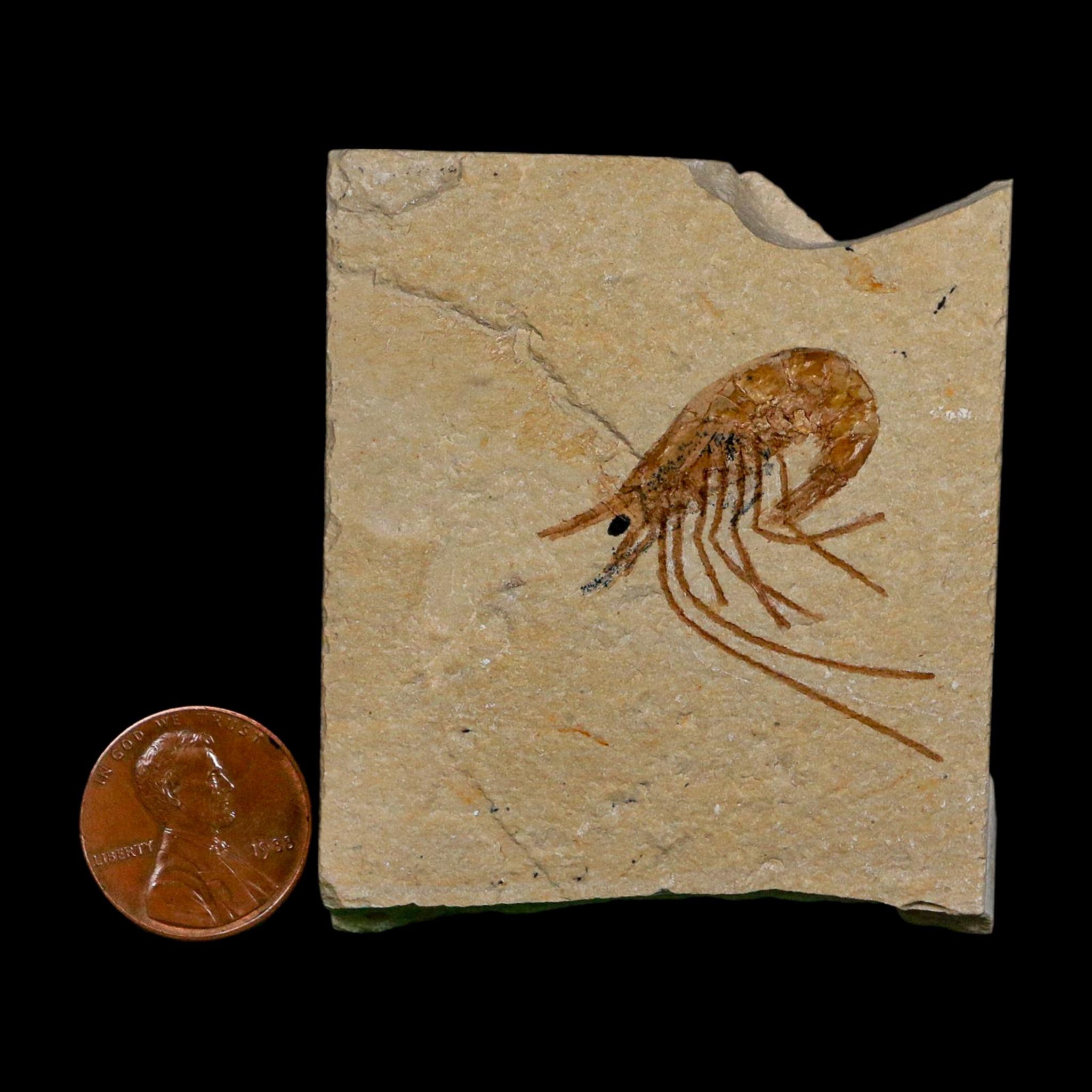 1.3" Fossil Shrimp Carpopenaeus Cretaceous Age 100 Mil Yrs Old Lebanon COA