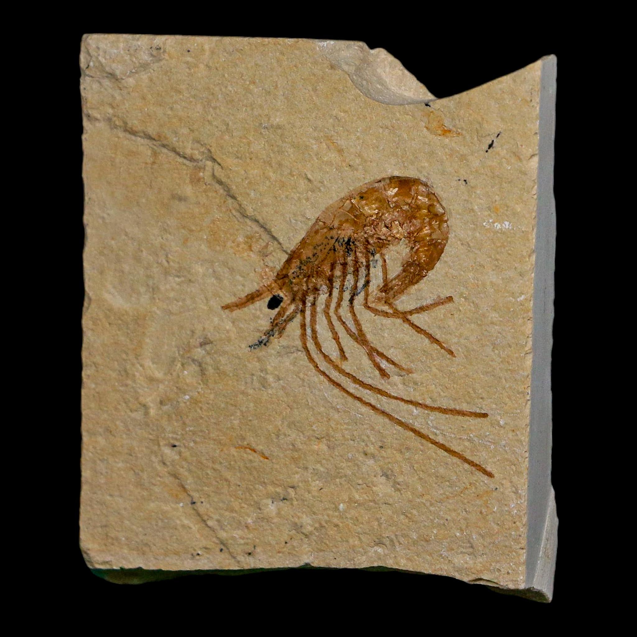 1.3" Fossil Shrimp Carpopenaeus Cretaceous Age 100 Mil Yrs Old Lebanon COA