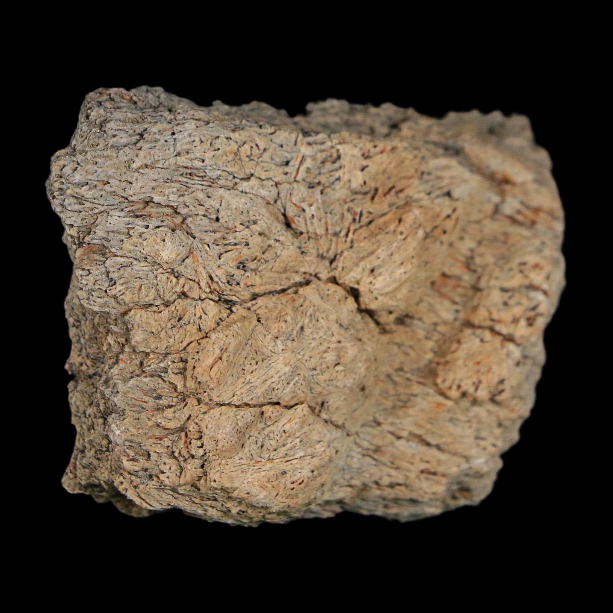 2" Triceratops Fossil Frill With Blood Grooves Lance Creek FM Cretaceous Dinosaur WY - Fossil Age Minerals