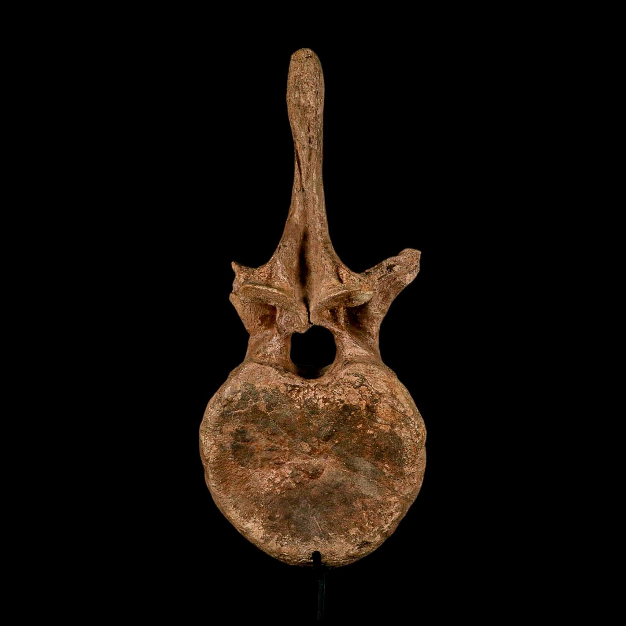 XL 16.5" Hadrosaur Dinosaur Fossil Vertebrae Bone Hell Creek FM MT COA Metal Stand - Fossil Age Minerals