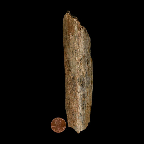 5.7" Corythosaurus Fossil Limb Bone Section Judith River Cretaceous Dinosaur COA - Fossil Age Minerals