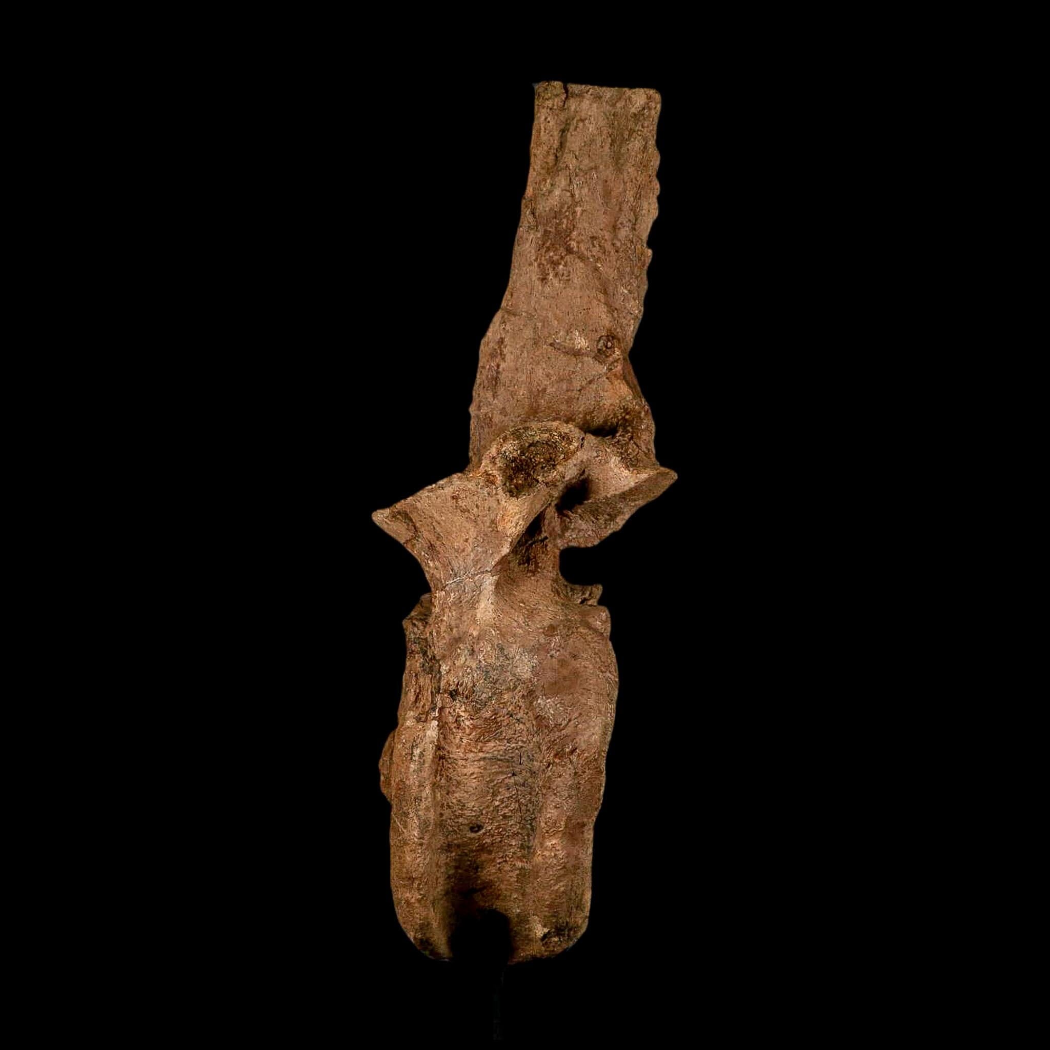 XL 16.5" Hadrosaur Dinosaur Fossil Vertebrae Bone Hell Creek FM MT COA Metal Stand - Fossil Age Minerals