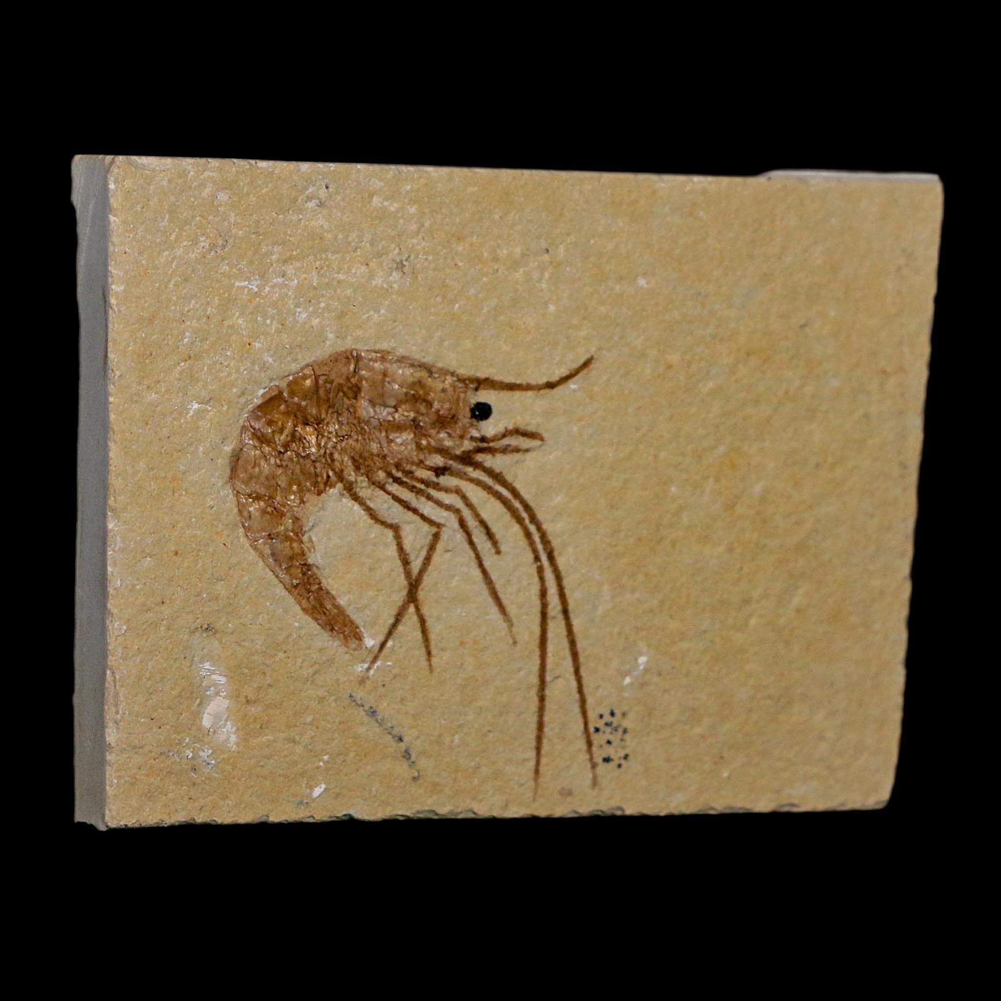1.4" Fossil Shrimp Carpopenaeus Cretaceous Age 100 Mil Yrs Old Lebanon COA