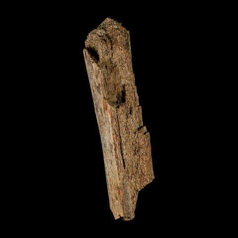 5.7" Corythosaurus Fossil Limb Bone Section Judith River Cretaceous Dinosaur COA - Fossil Age Minerals