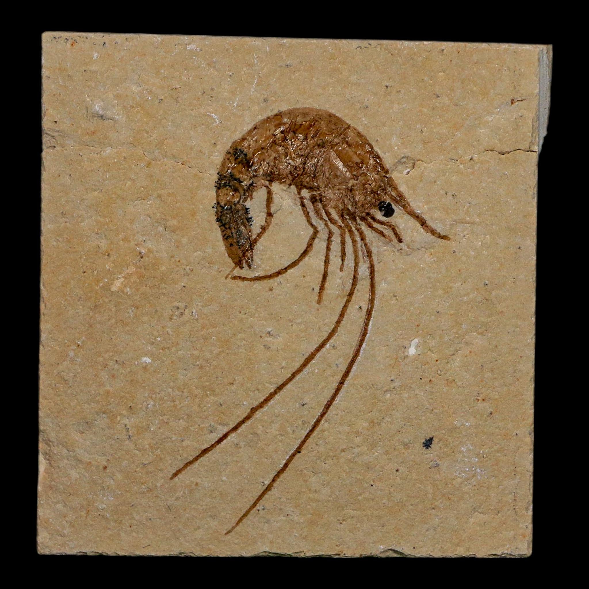 1.9" Fossil Shrimp Carpopenaeus Cretaceous Age 100 Mil Yrs Old Lebanon COA