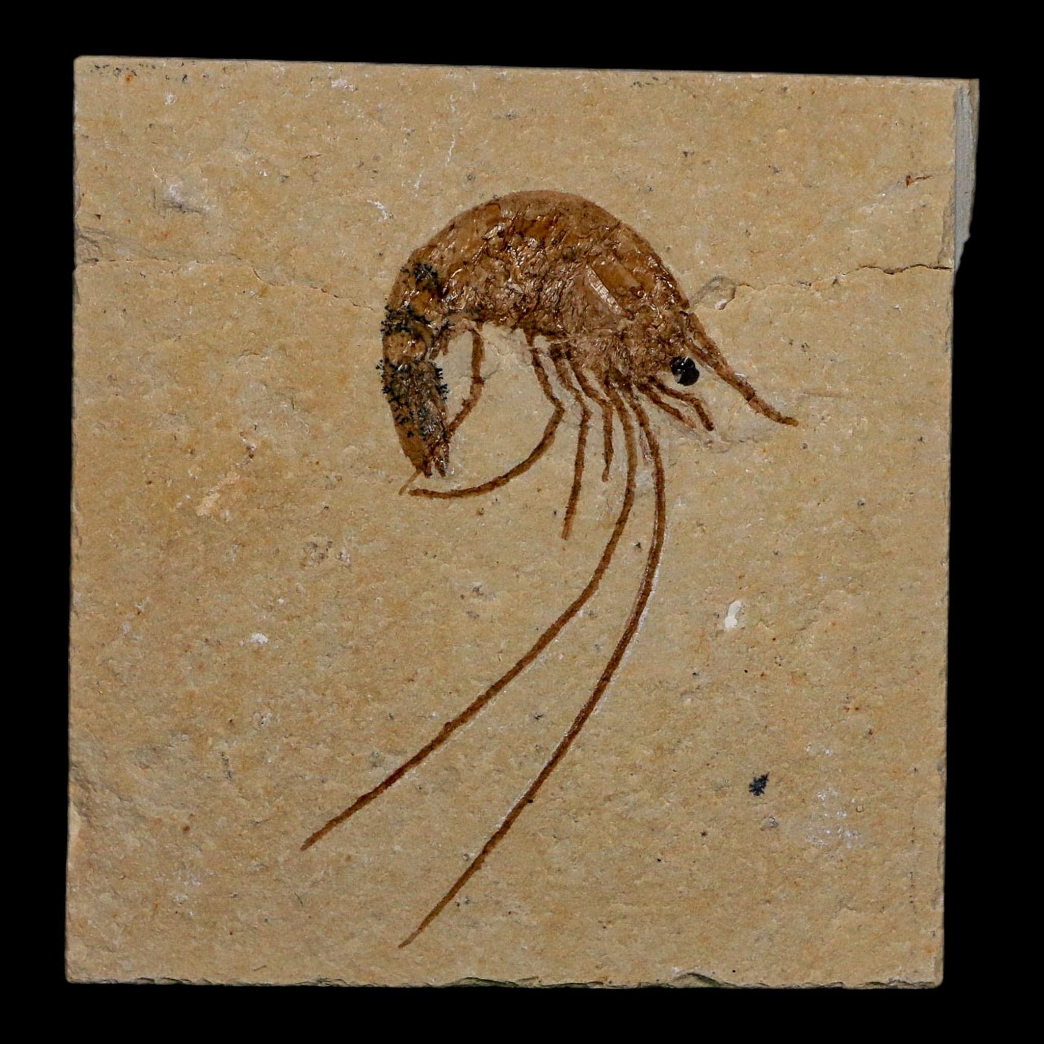 1.9" Fossil Shrimp Carpopenaeus Cretaceous Age 100 Mil Yrs Old Lebanon COA - Fossil Age Minerals