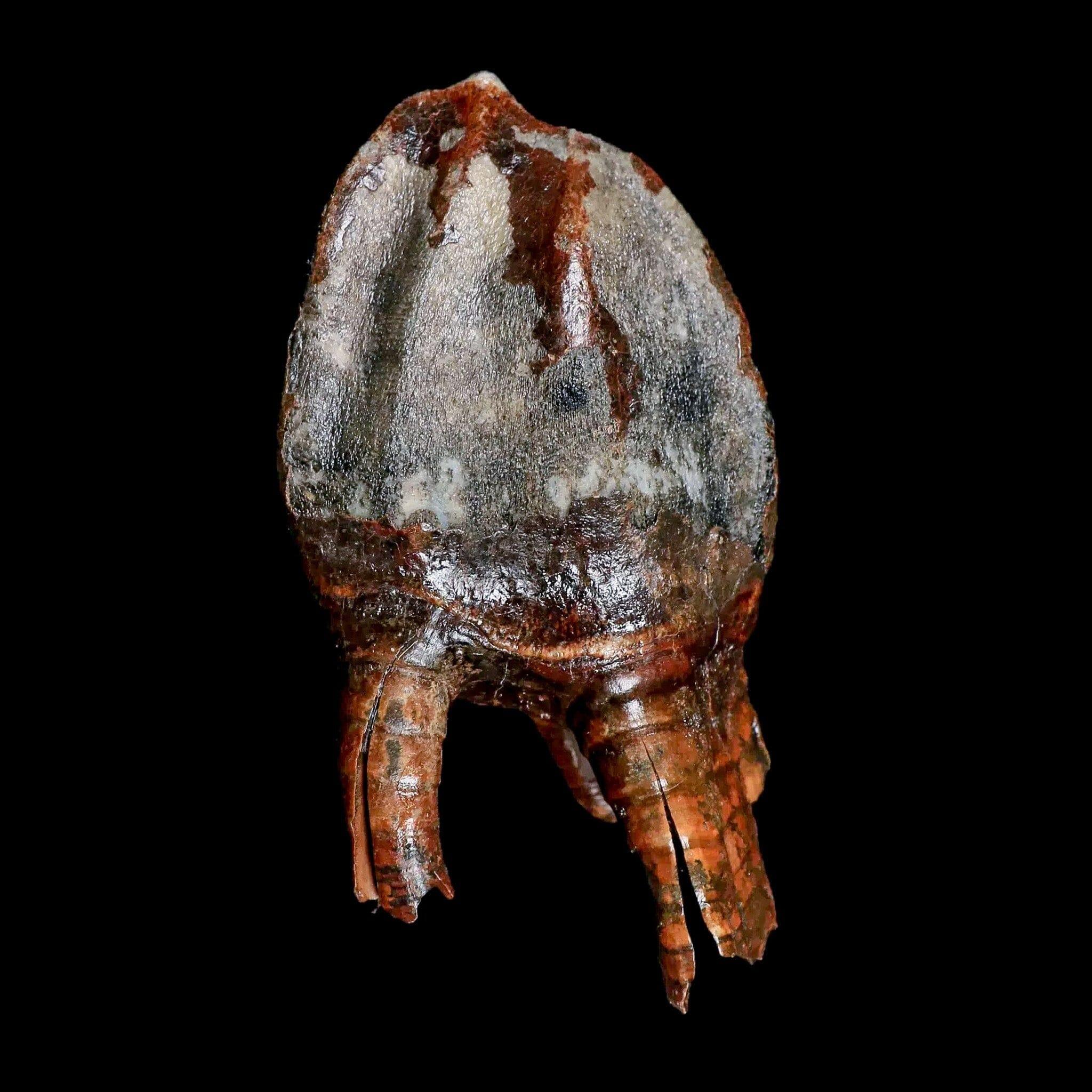 4.5" Woolly Rhinoceros Fossil Rooted Tooth Pleistocene Age Megafauna Russia COA - Fossil Age Minerals