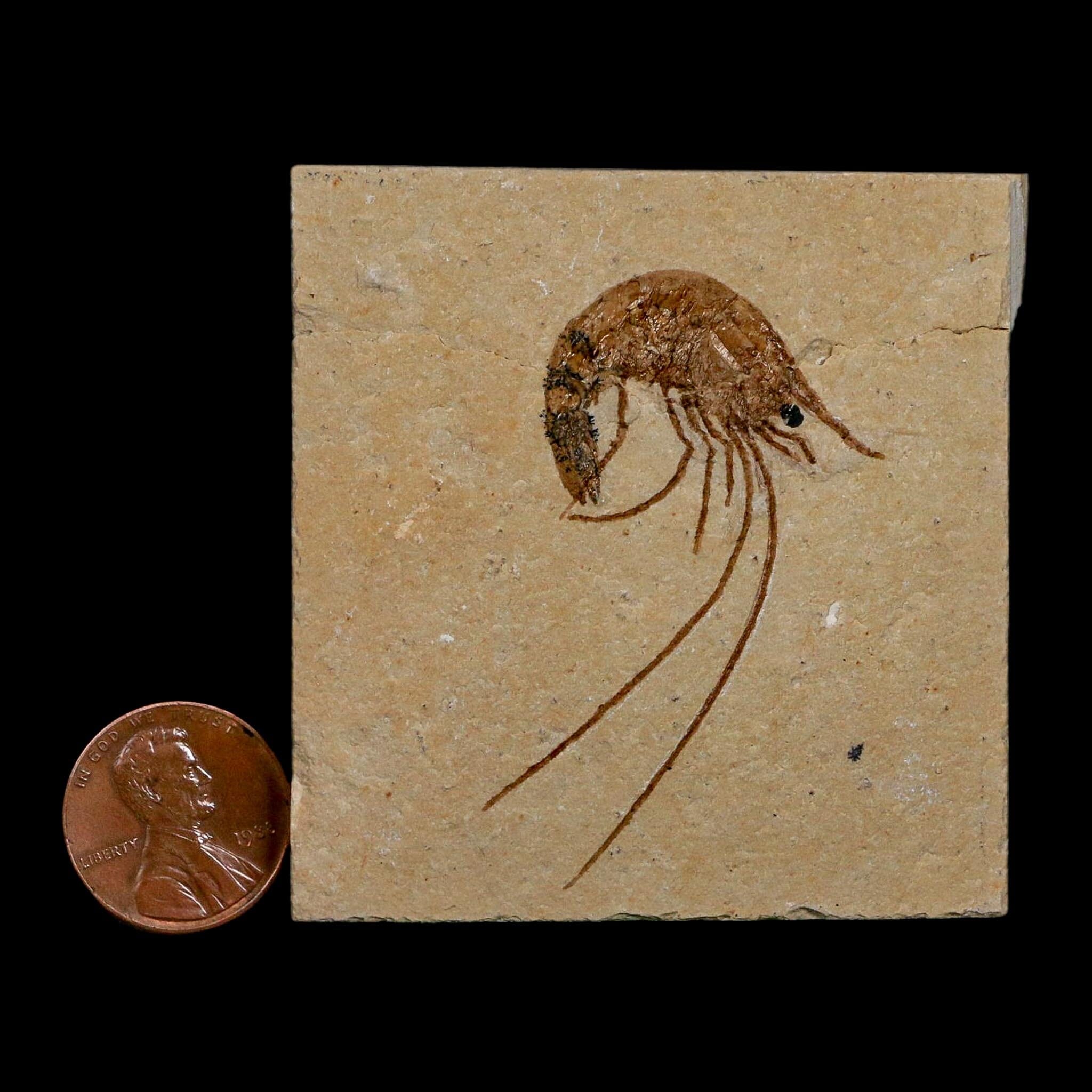 1.9" Fossil Shrimp Carpopenaeus Cretaceous Age 100 Mil Yrs Old Lebanon COA - Fossil Age Minerals