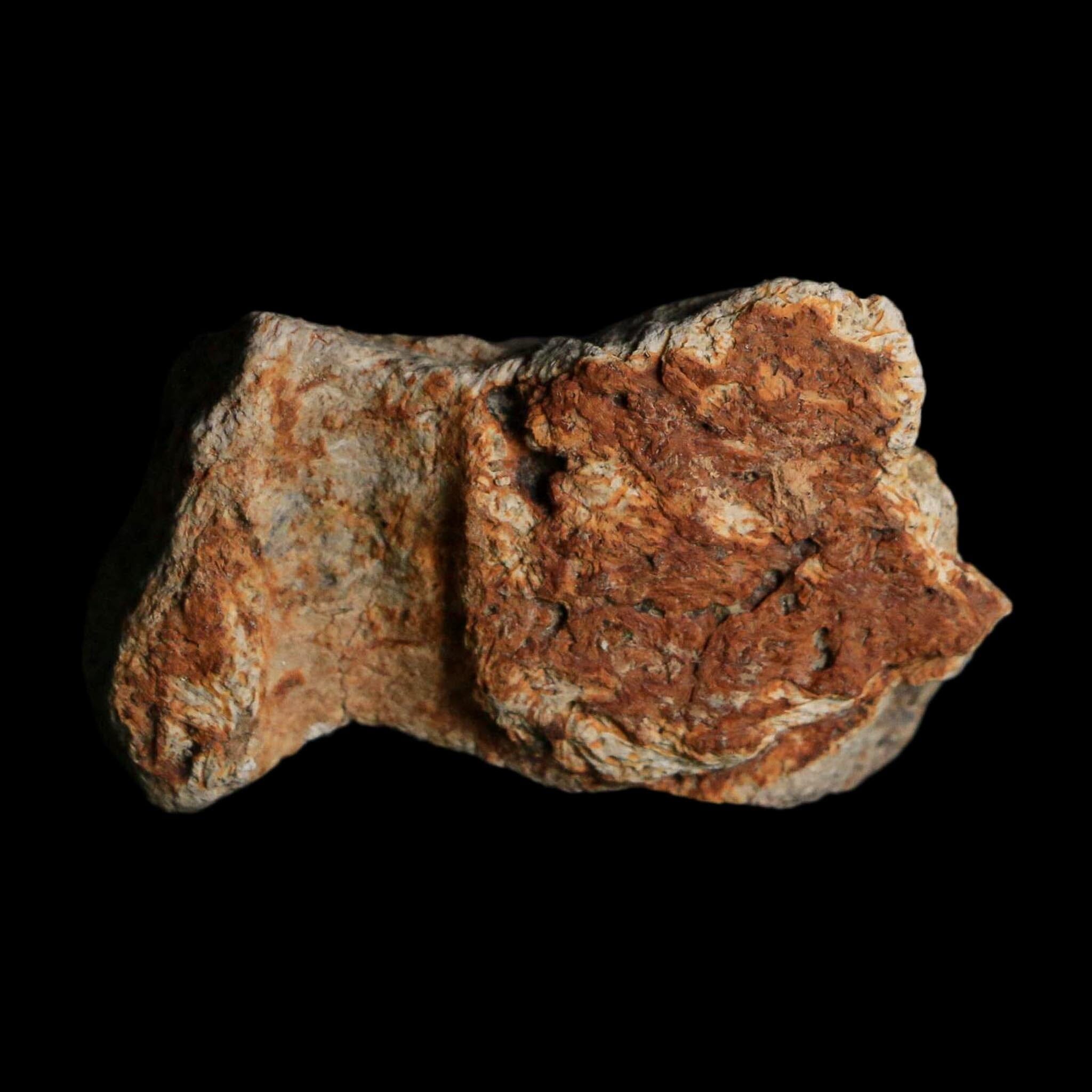 1.8" Triceratops Fossil Frill With Blood Grooves Lance Creek FM Cretaceous Dinosaur WY - Fossil Age Minerals