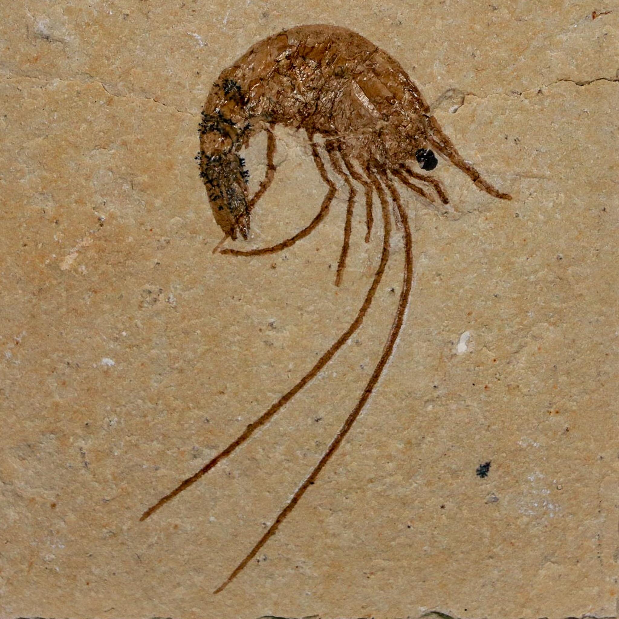 1.9" Fossil Shrimp Carpopenaeus Cretaceous Age 100 Mil Yrs Old Lebanon COA - Fossil Age Minerals