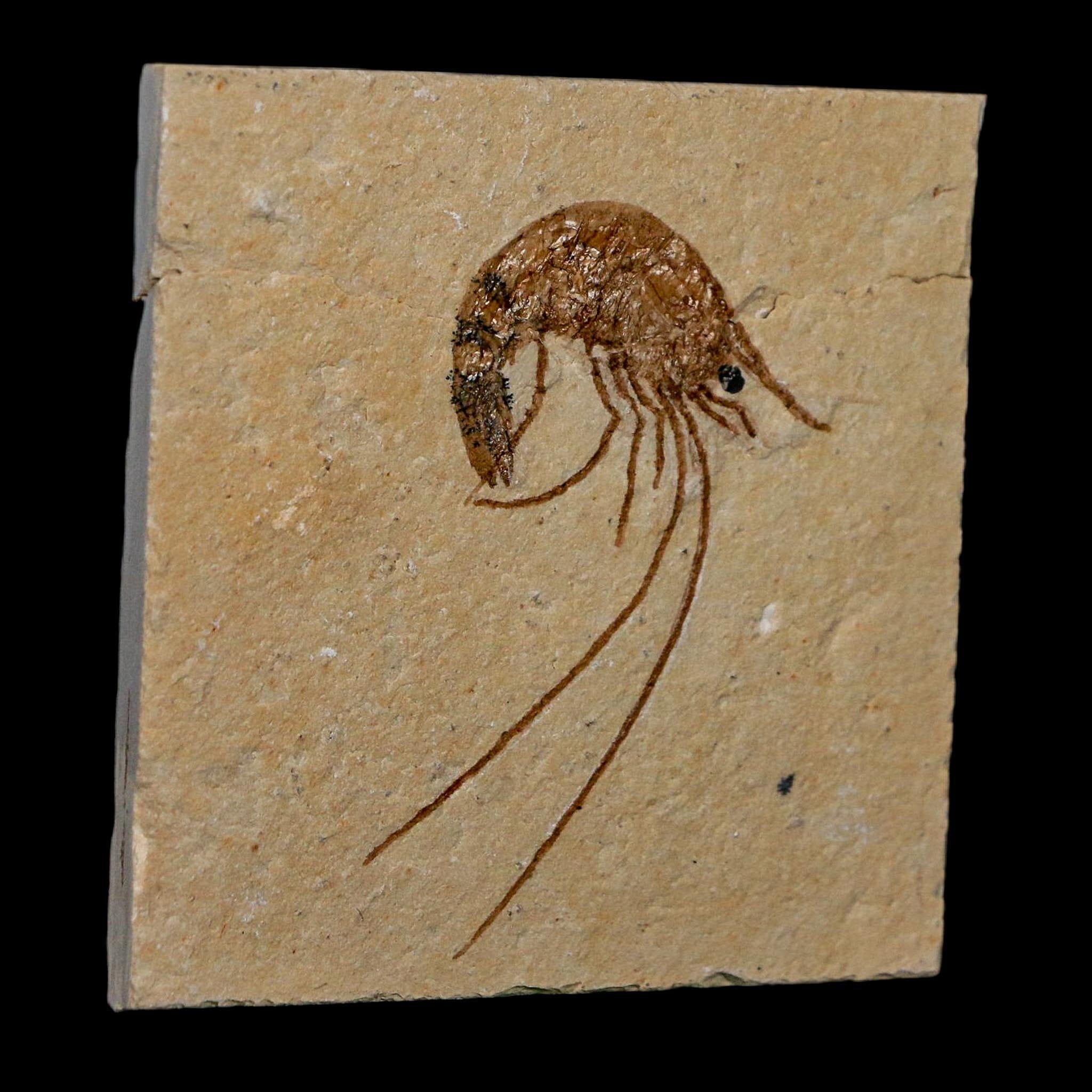 1.9" Fossil Shrimp Carpopenaeus Cretaceous Age 100 Mil Yrs Old Lebanon COA - Fossil Age Minerals